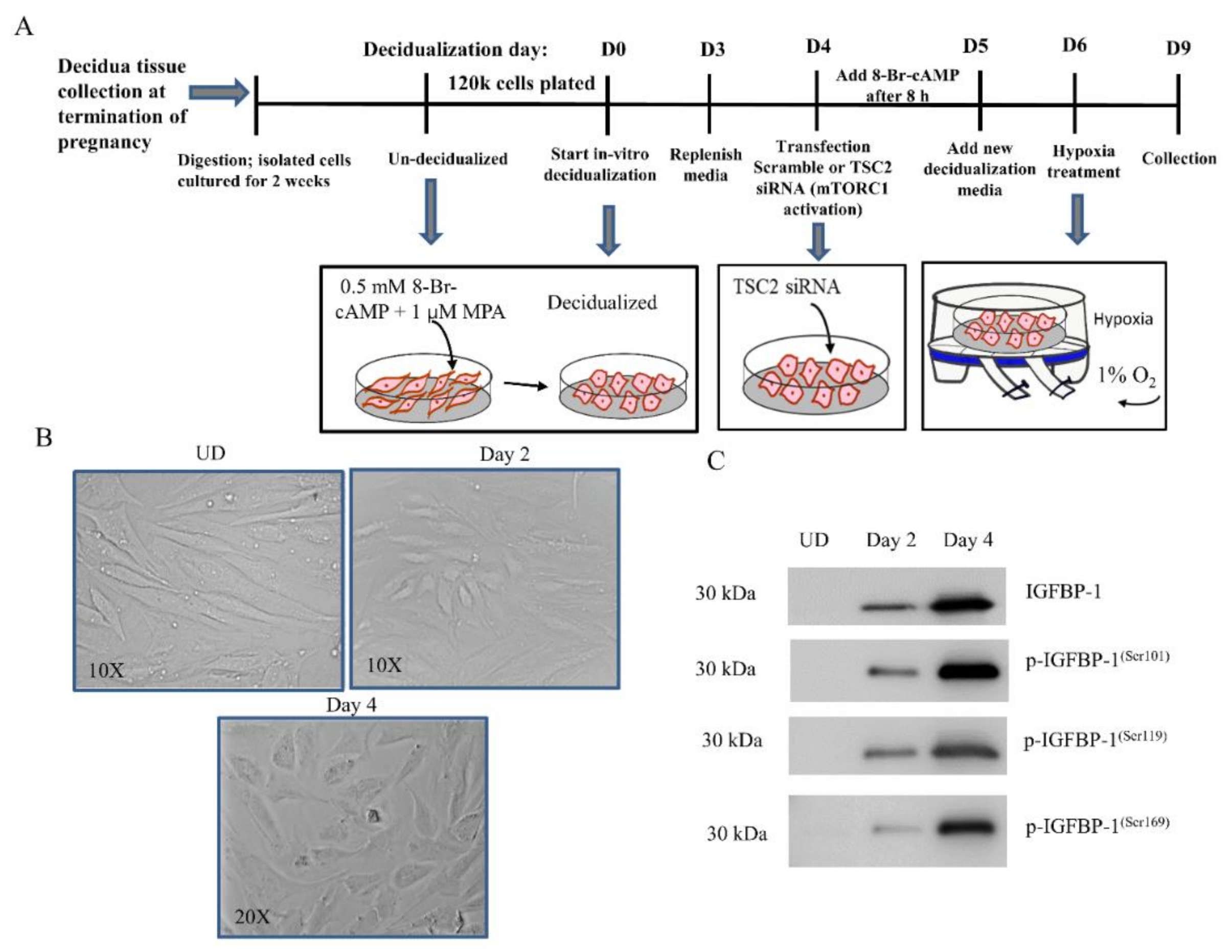 Biomolecules 11 01382 g001 Biomolecules 11 01382 g001