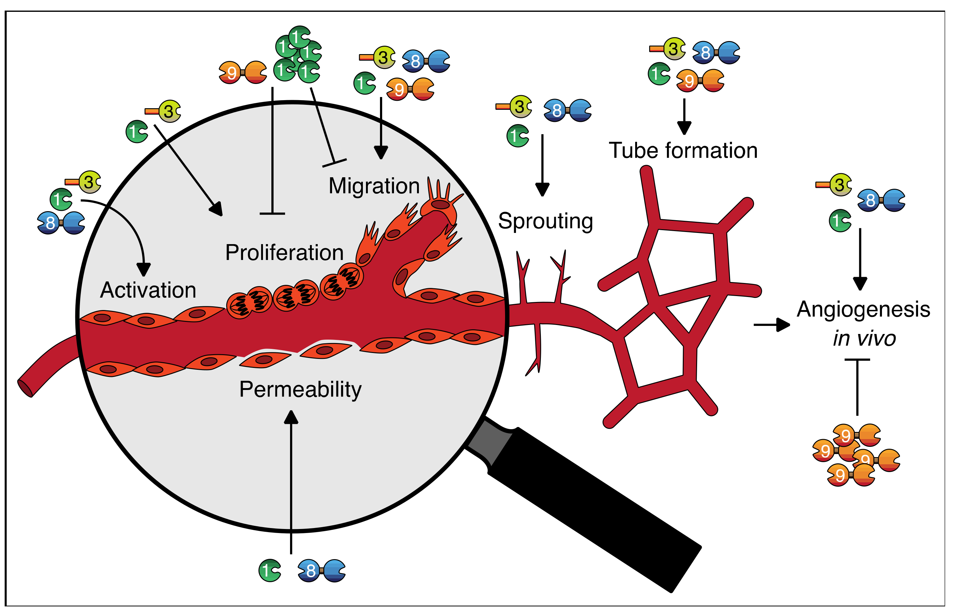 Biomolecules 11 01386 g003