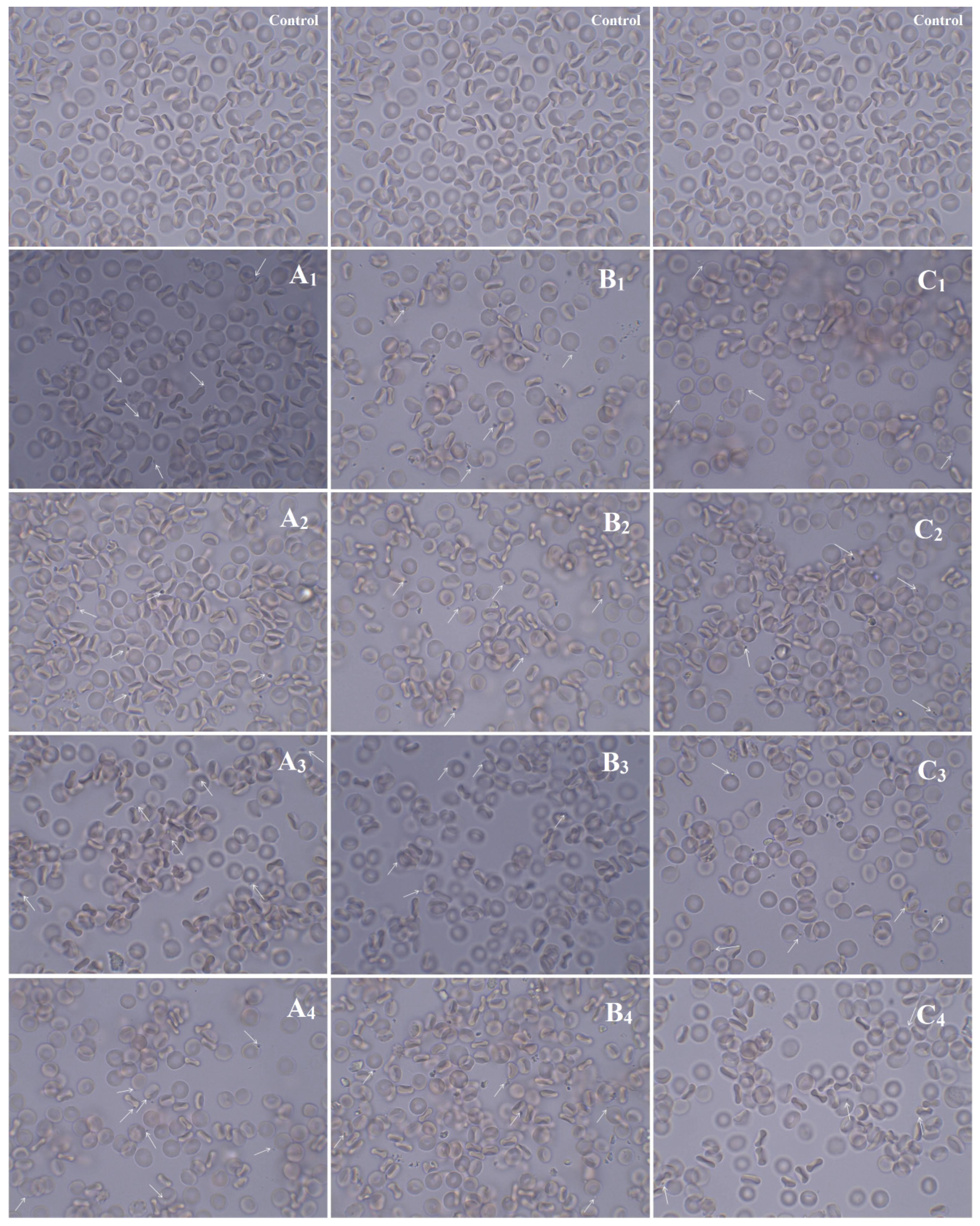 Biomolecules 11 01388 g012