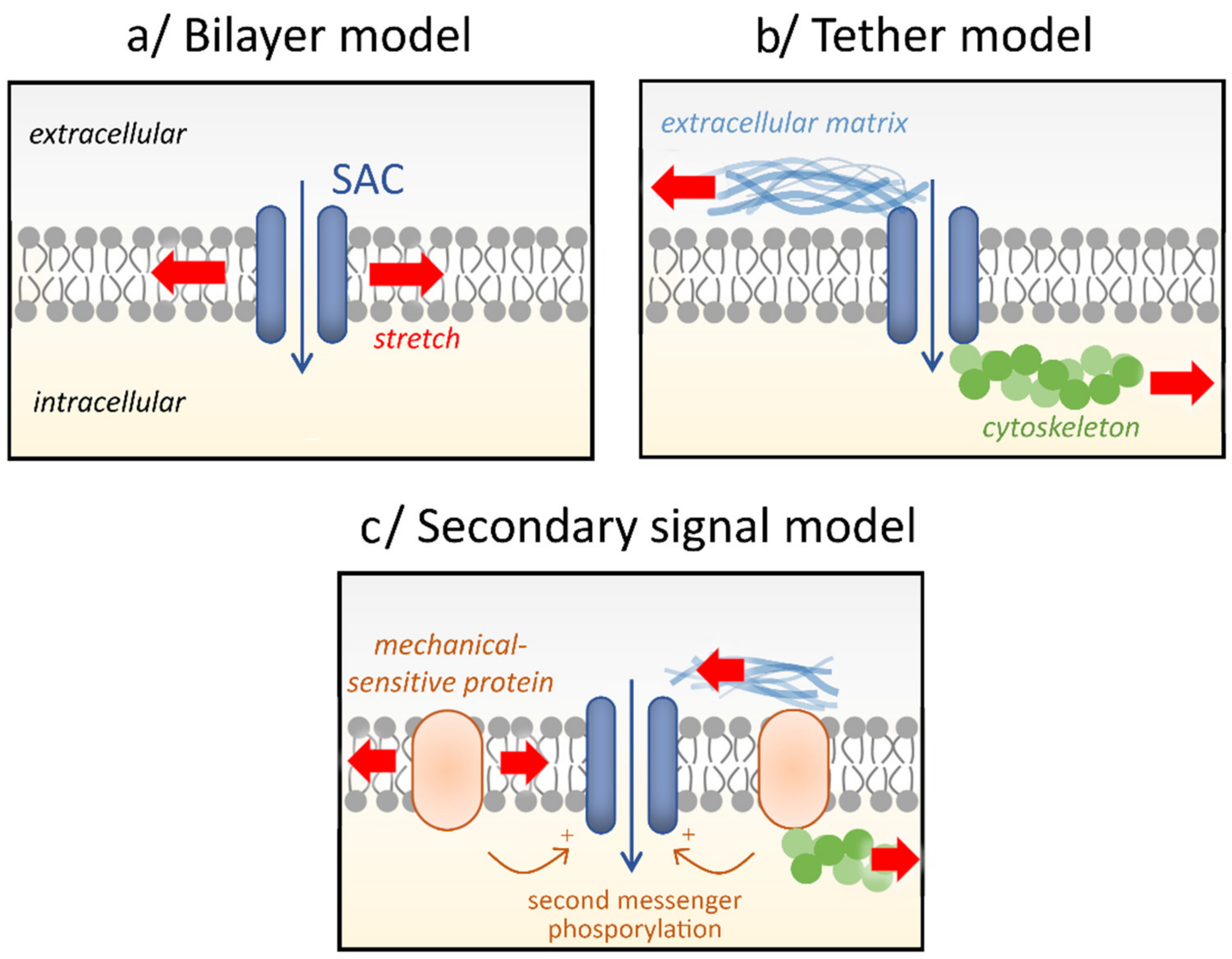 Biomolecules 11 01389 g002 Biomolecules 11 01389 g002