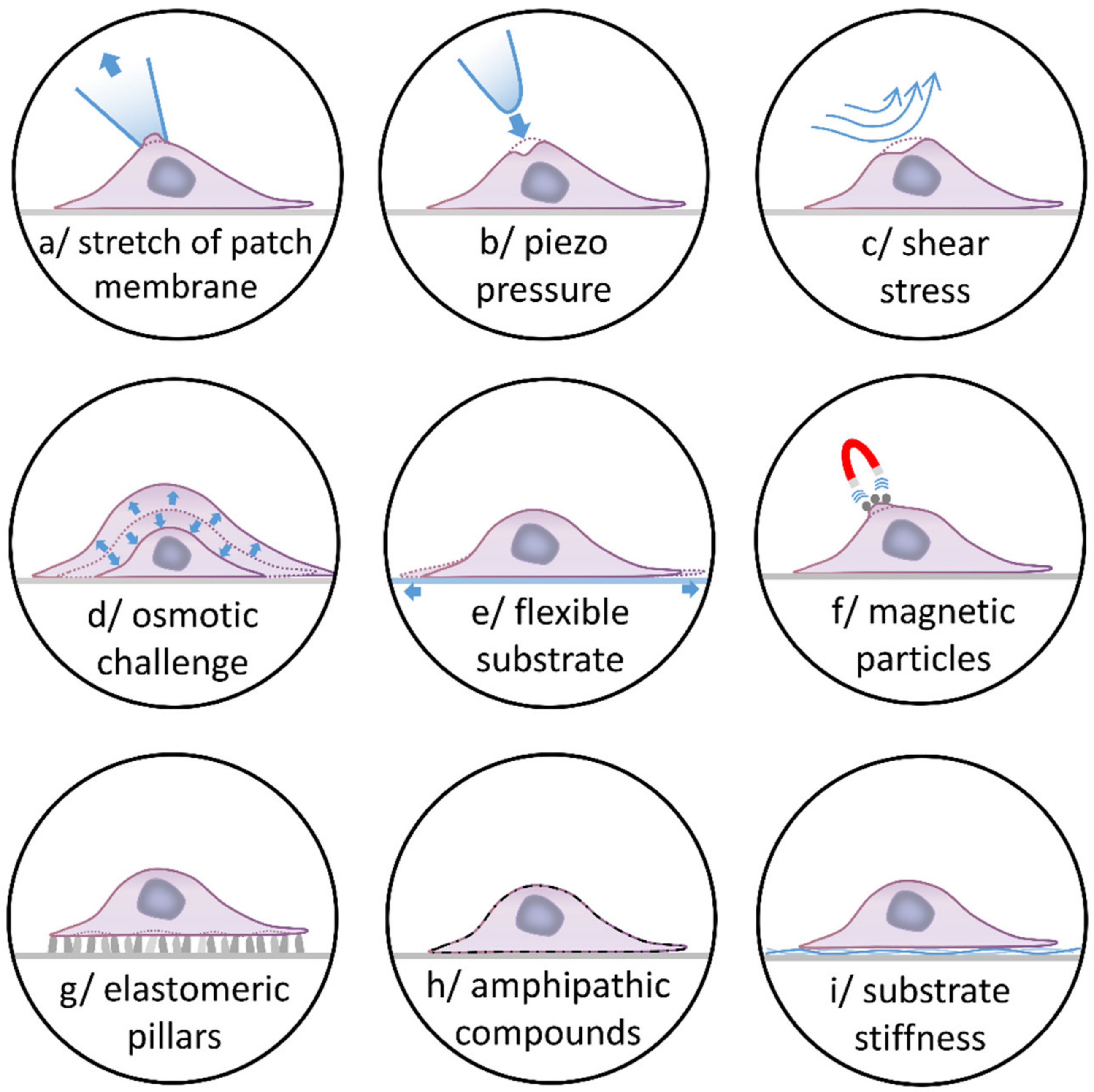 Biomolecules 11 01389 g003 Biomolecules 11 01389 g003