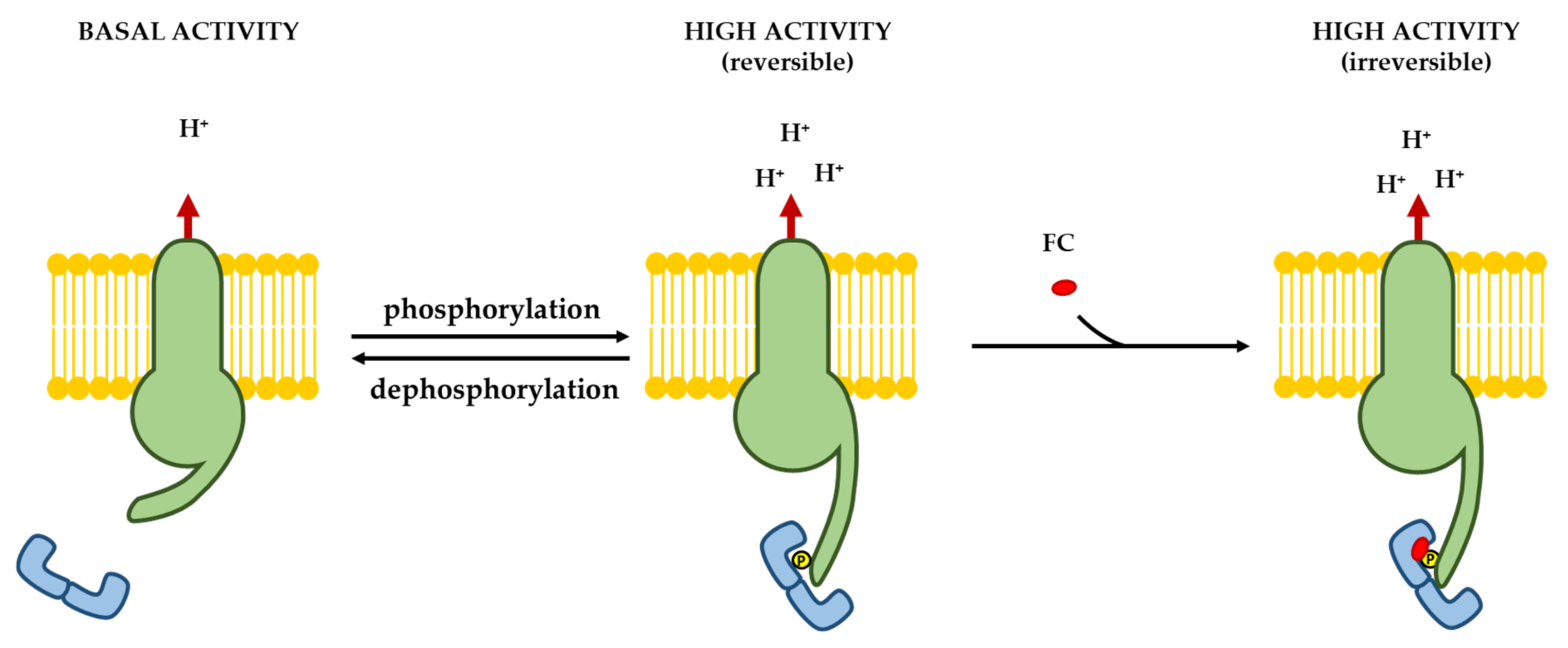 Biomolecules 11 01393 g009