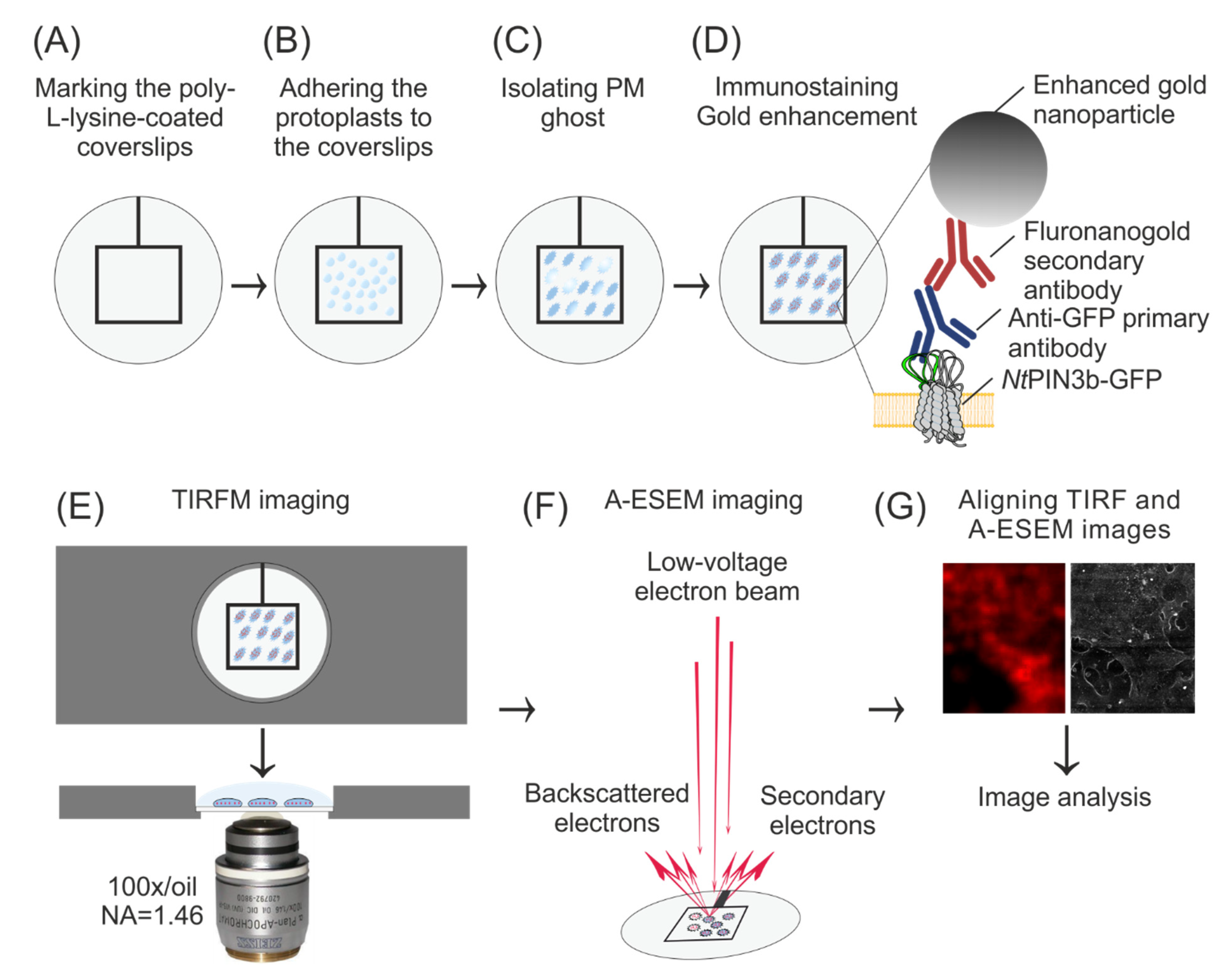 Biomolecules 11 01407 g001 Biomolecules 11 01407 g001