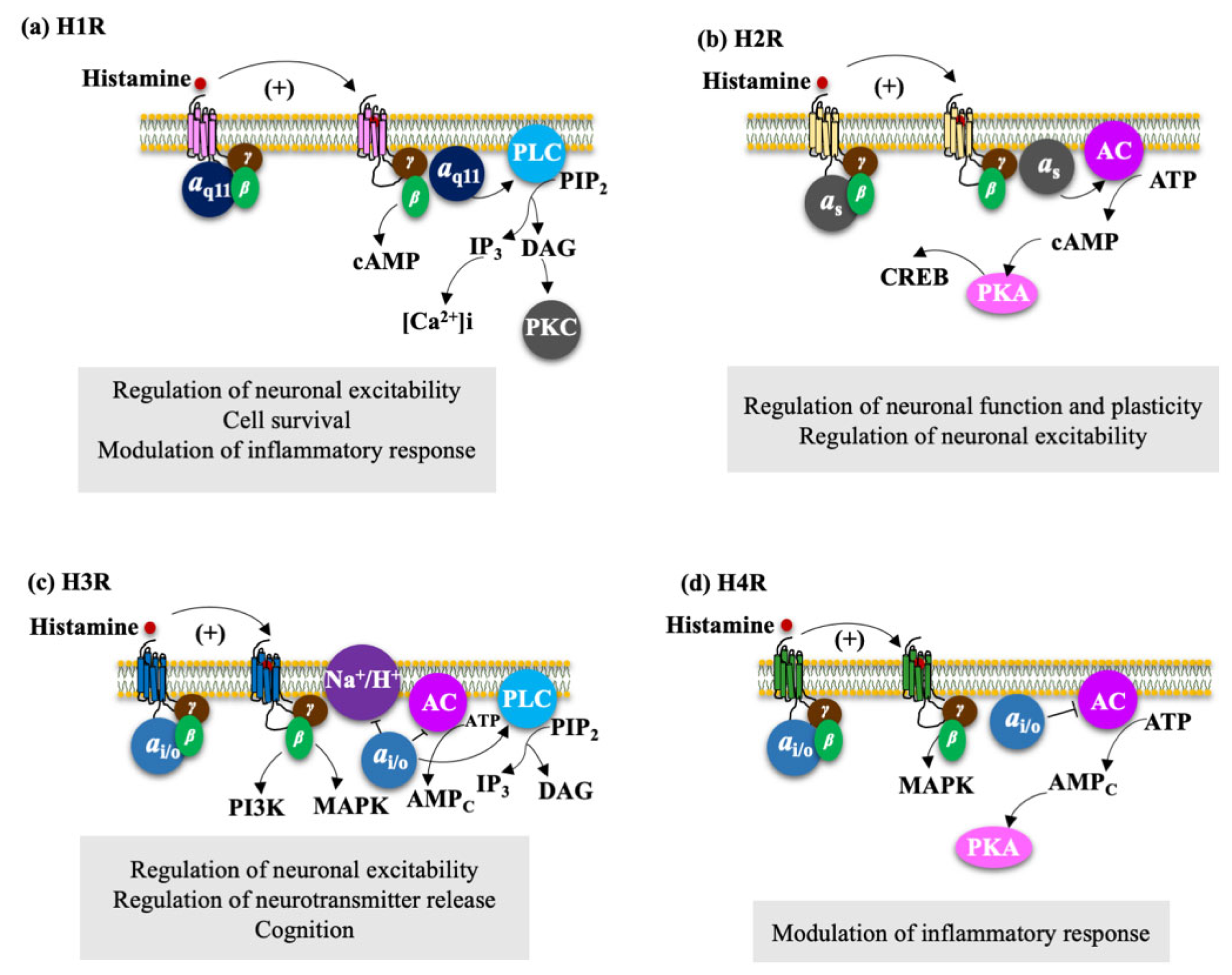 Biomolecules 11 01408 g004 Biomolecules 11 01408 g004