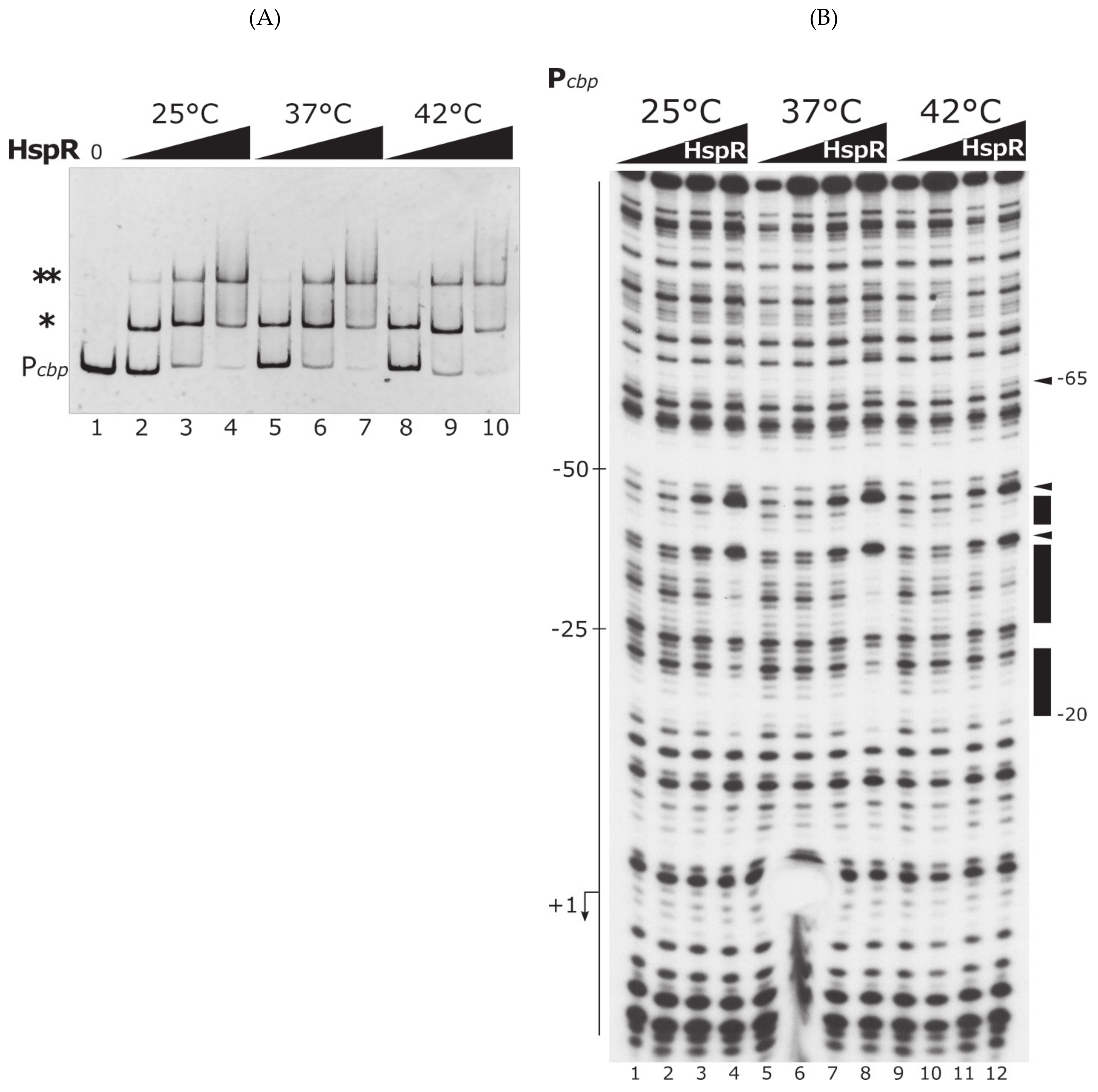 Biomolecules 11 01413 g004 Biomolecules 11 01413 g004