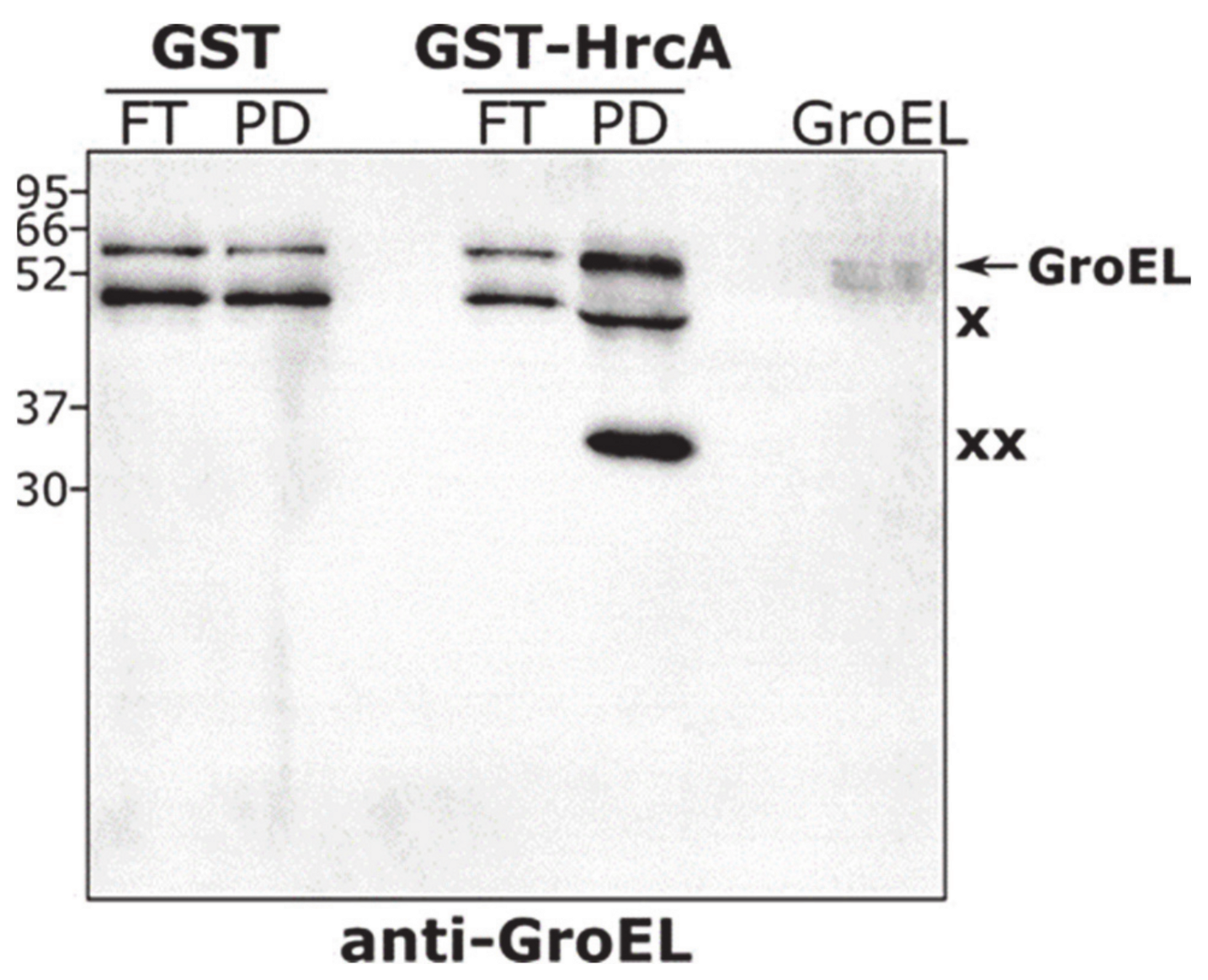 Biomolecules 11 01413 g007 Biomolecules 11 01413 g007