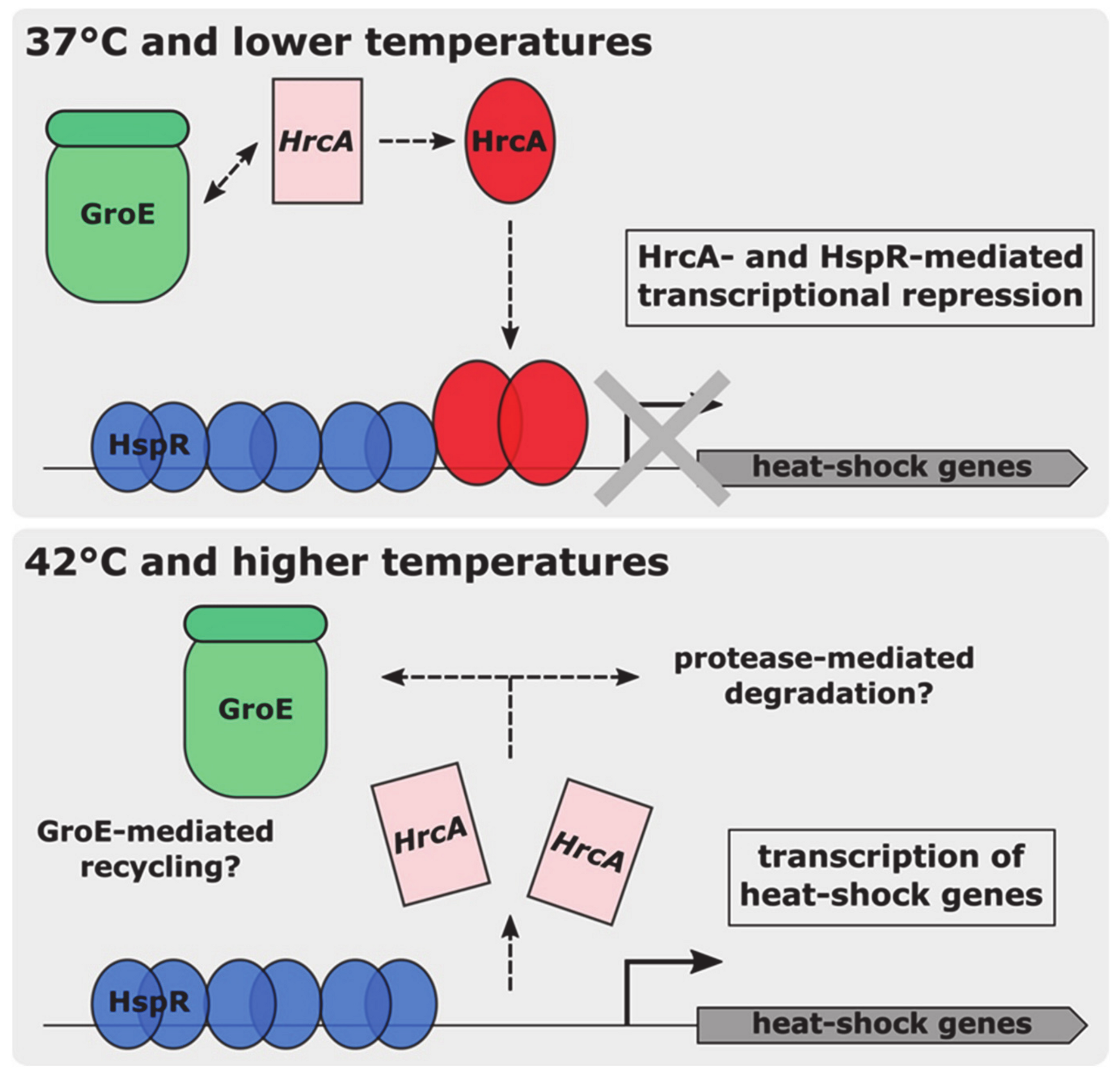 Biomolecules 11 01413 g008 Biomolecules 11 01413 g008