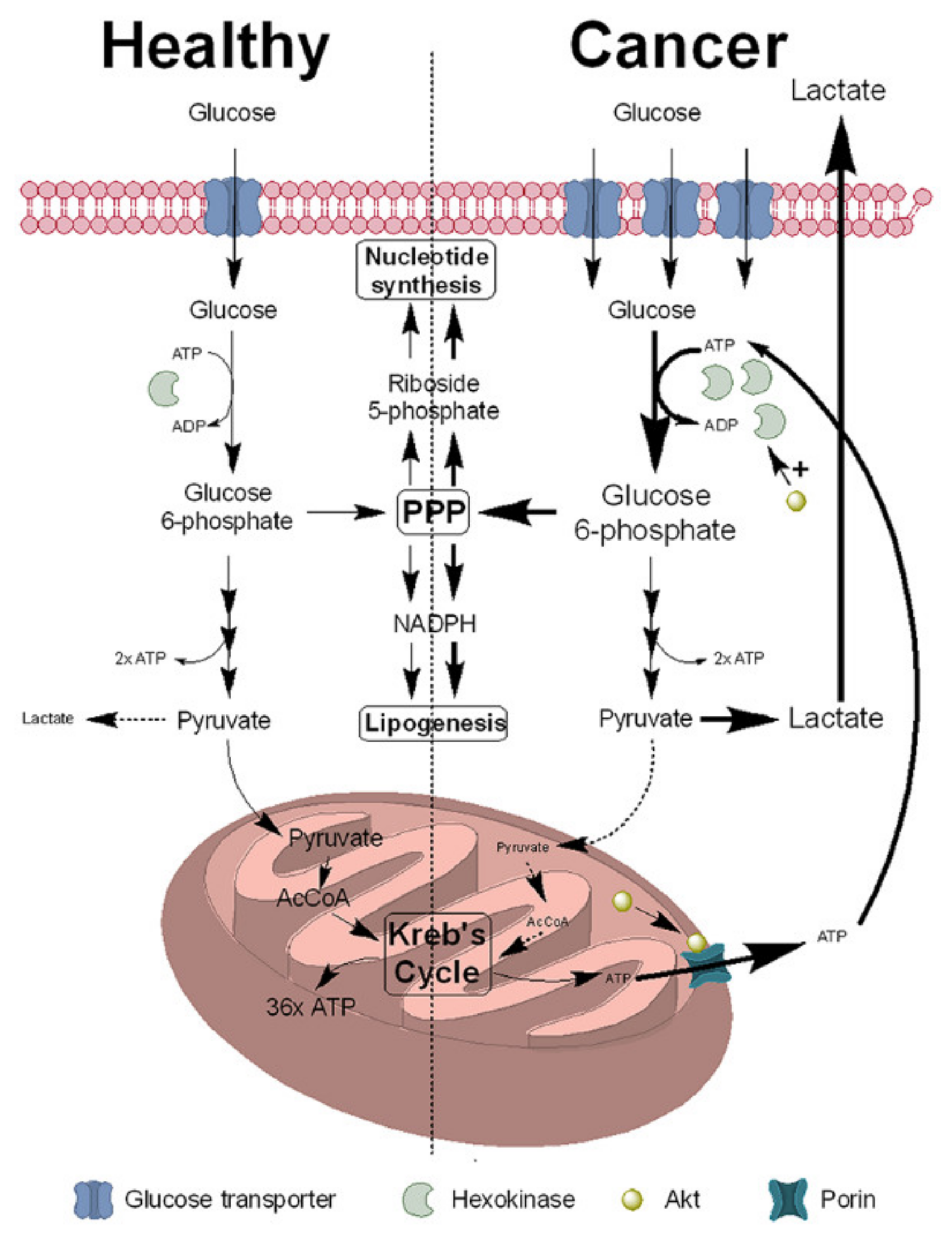 Recent advances of targeting nicotinamide