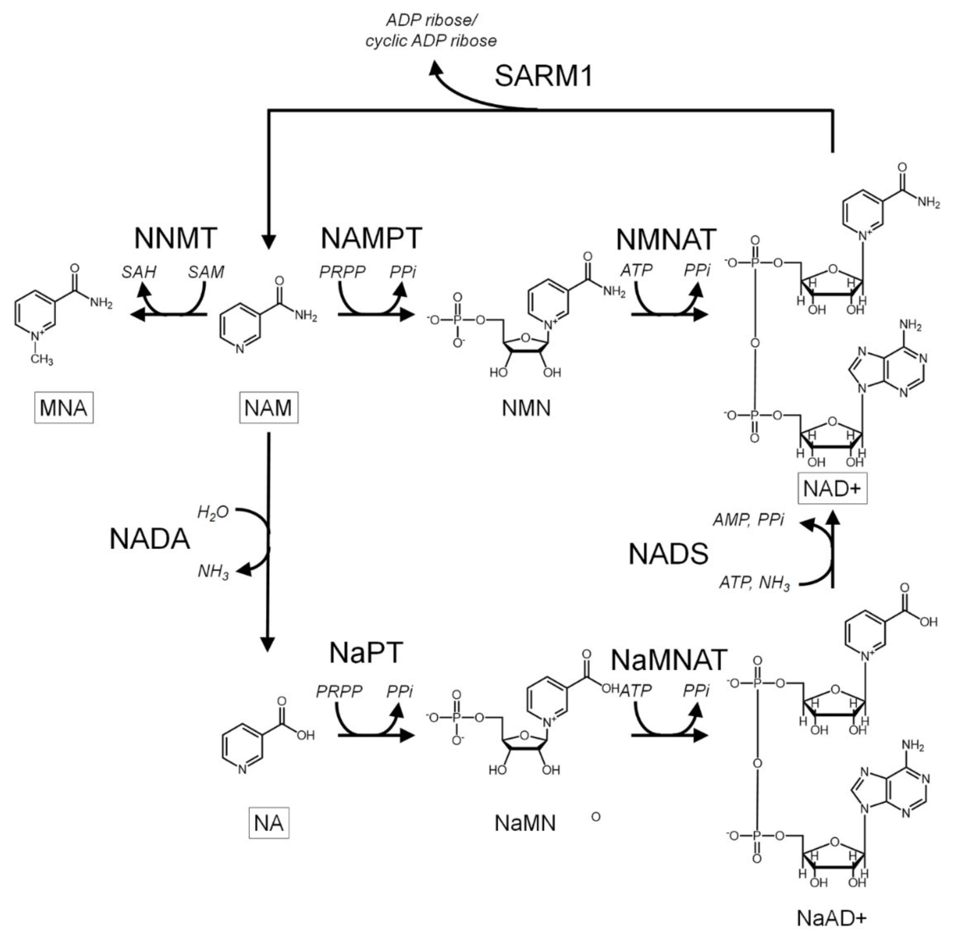 Biomolecules 11 01418 g002 Biomolecules 11 01418 g002