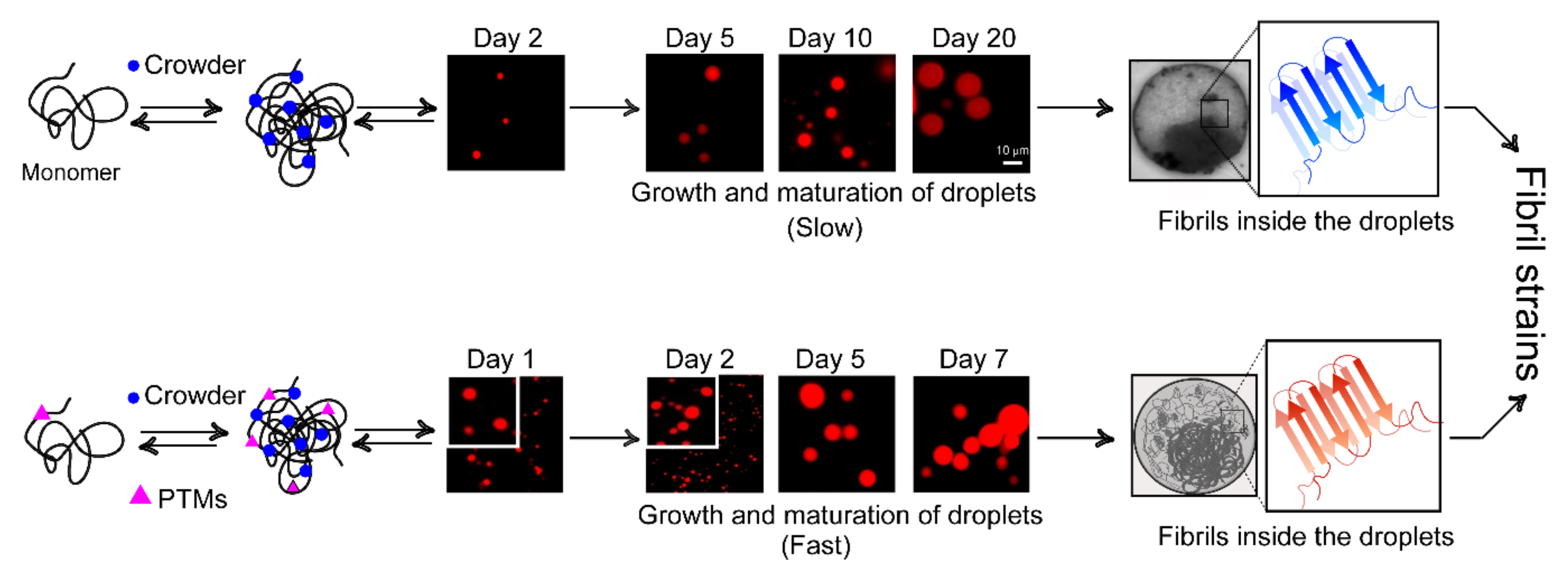 Biomolecules 11 01419 g007