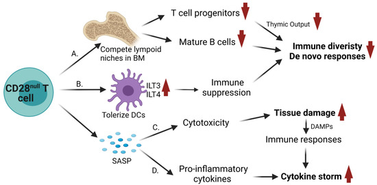 その他 CELL. [CD] The Evolving Role of CD8+CD28− Immunosenescent T Cells in