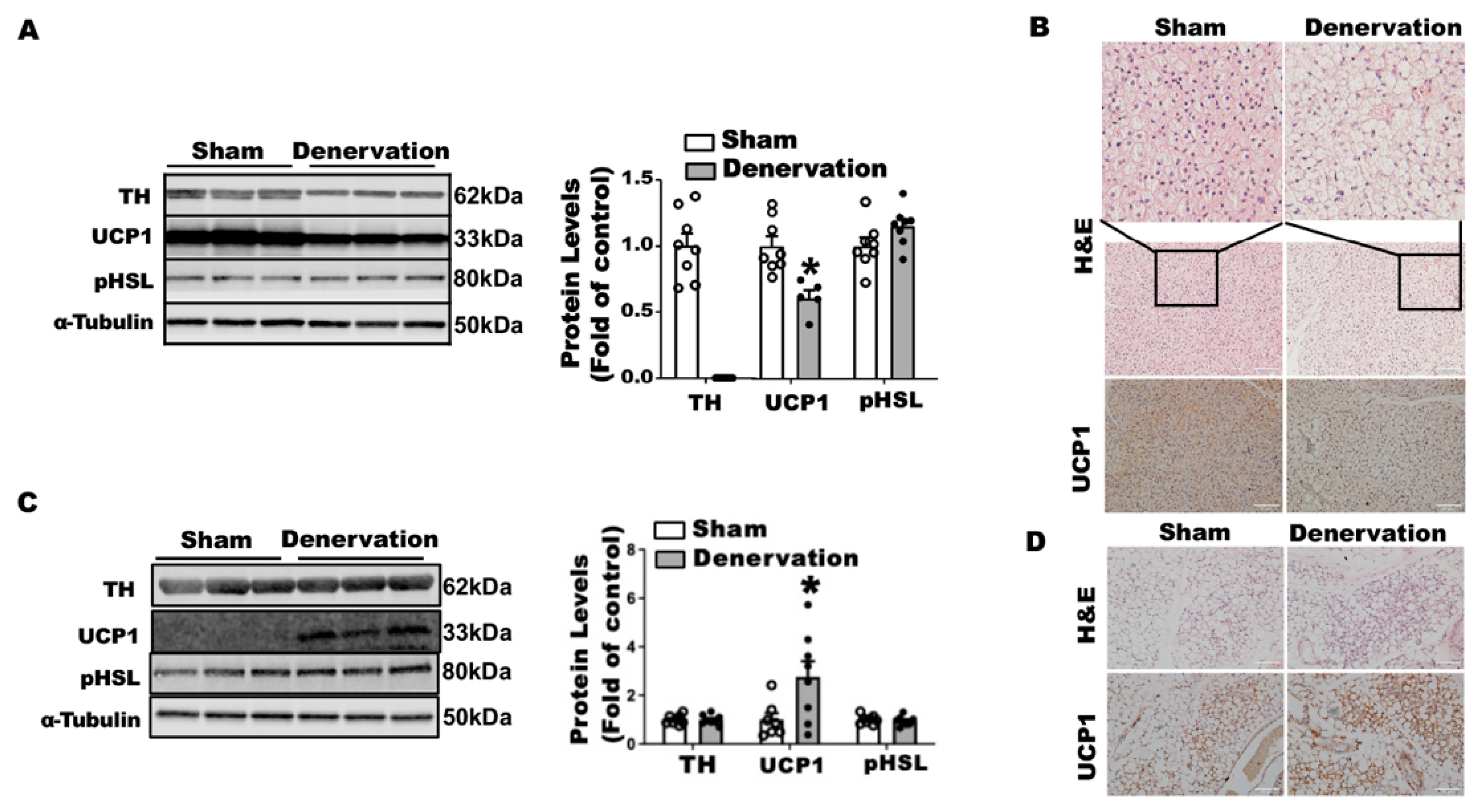 Biomolecules 11 01428 g004 550