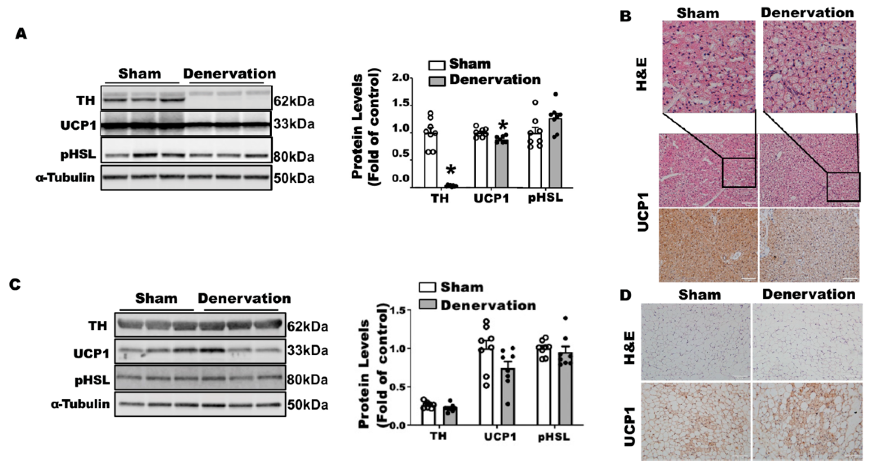 Biomolecules 11 01428 g005 550