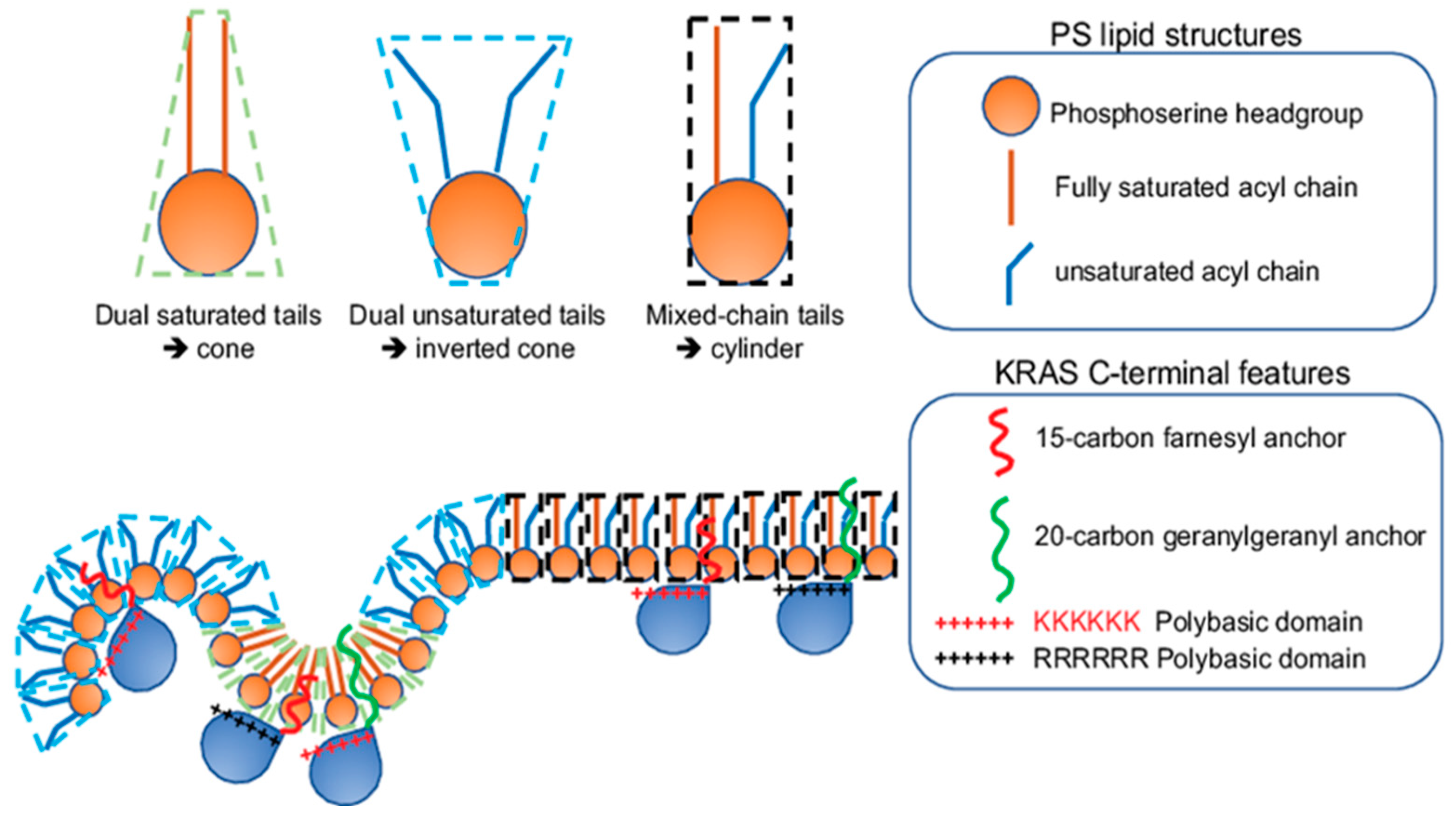 Biomolecules 11 01439 g005
