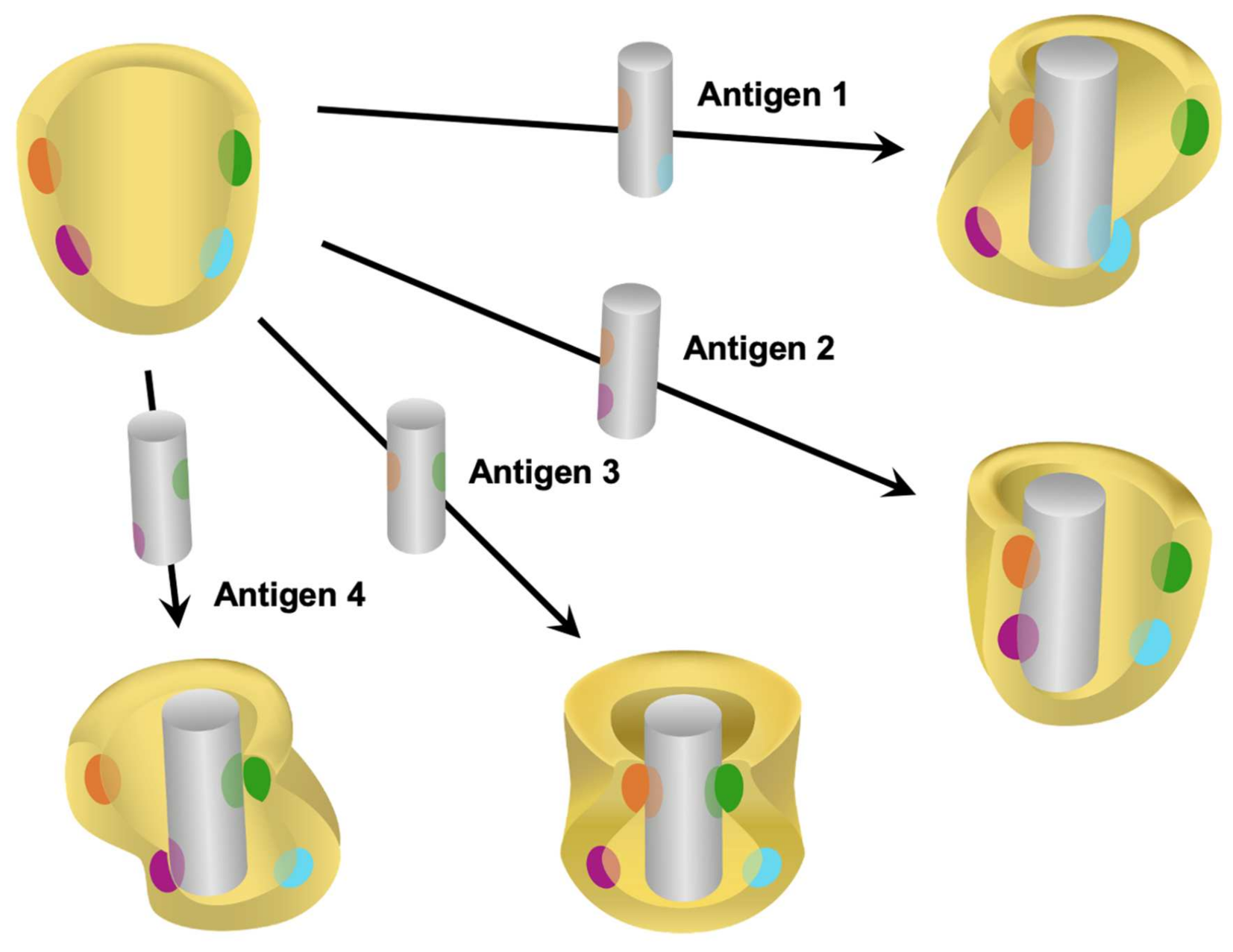 Biomolecules 11 01443 g003