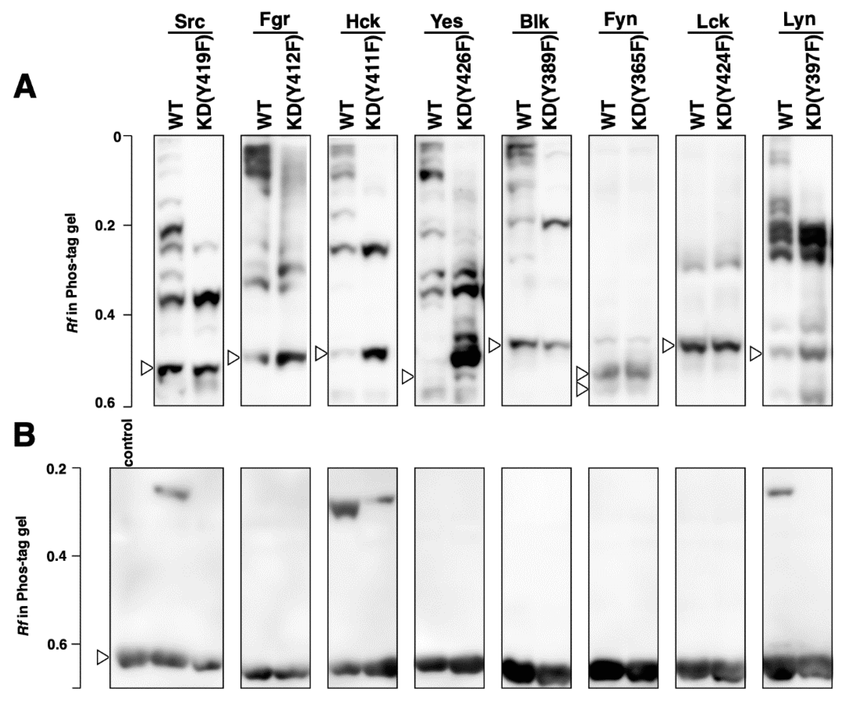 Biomolecules 11 01448 g002