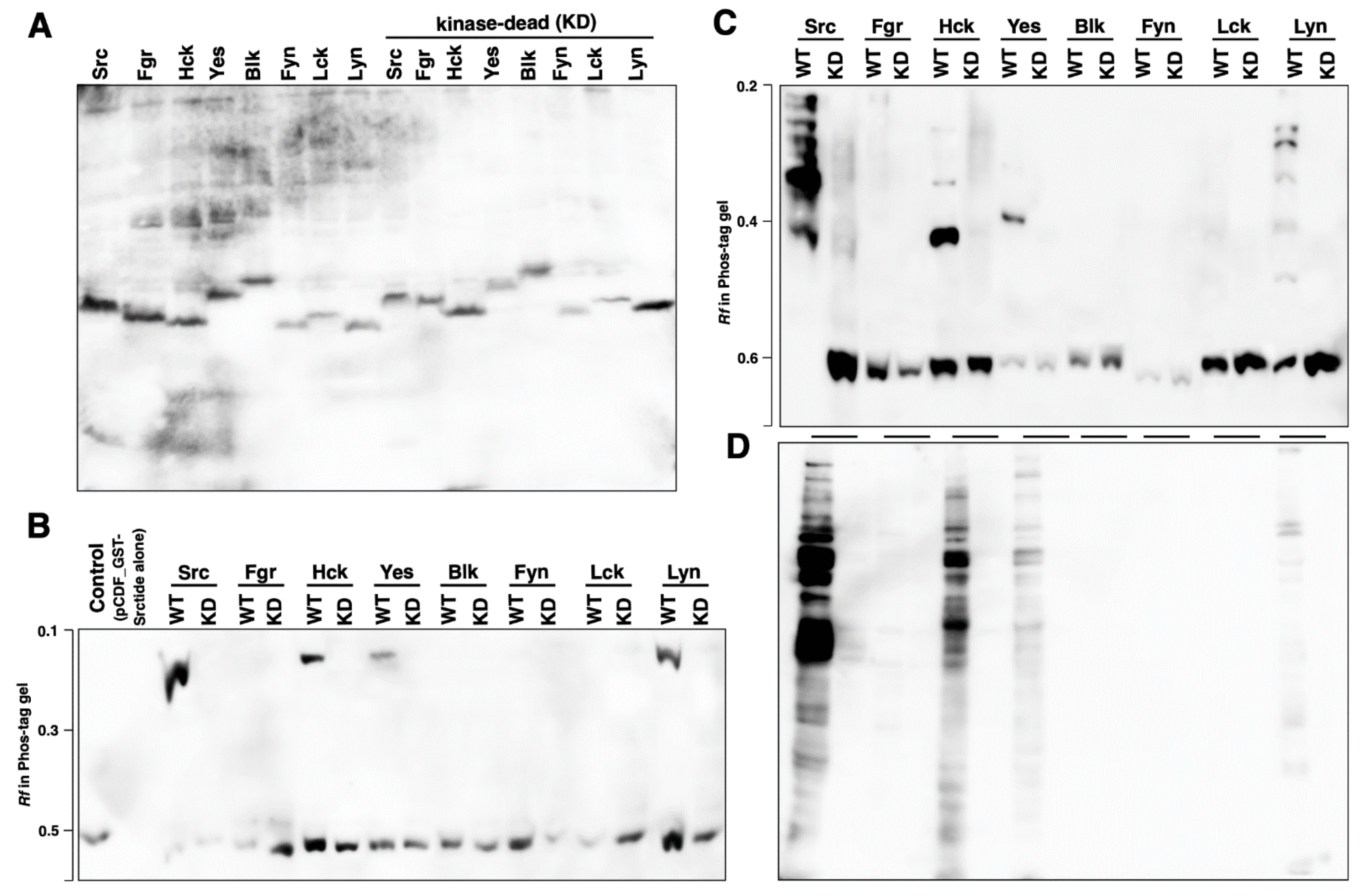 Biomolecules 11 01448 g003
