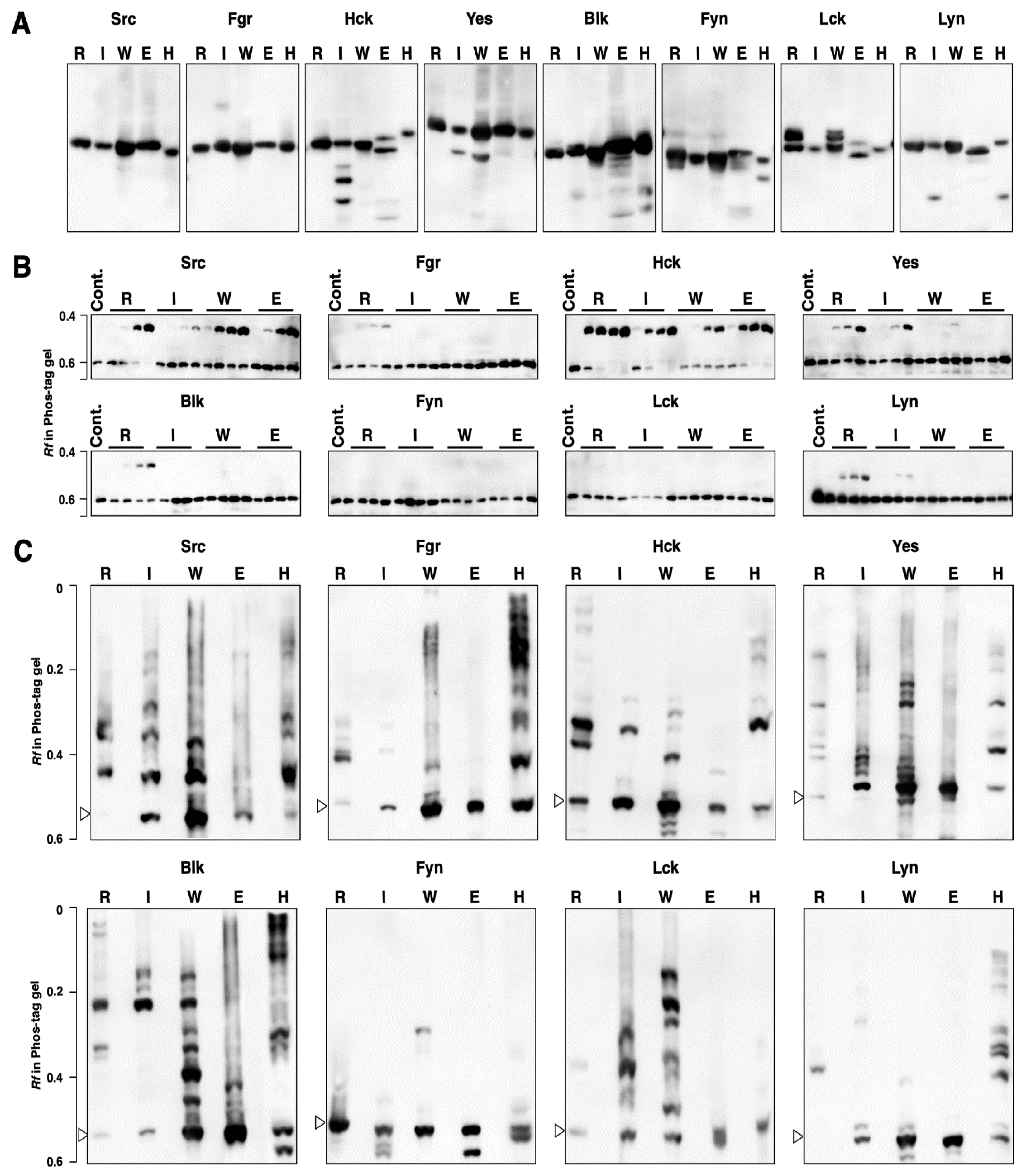 Biomolecules 11 01448 g004