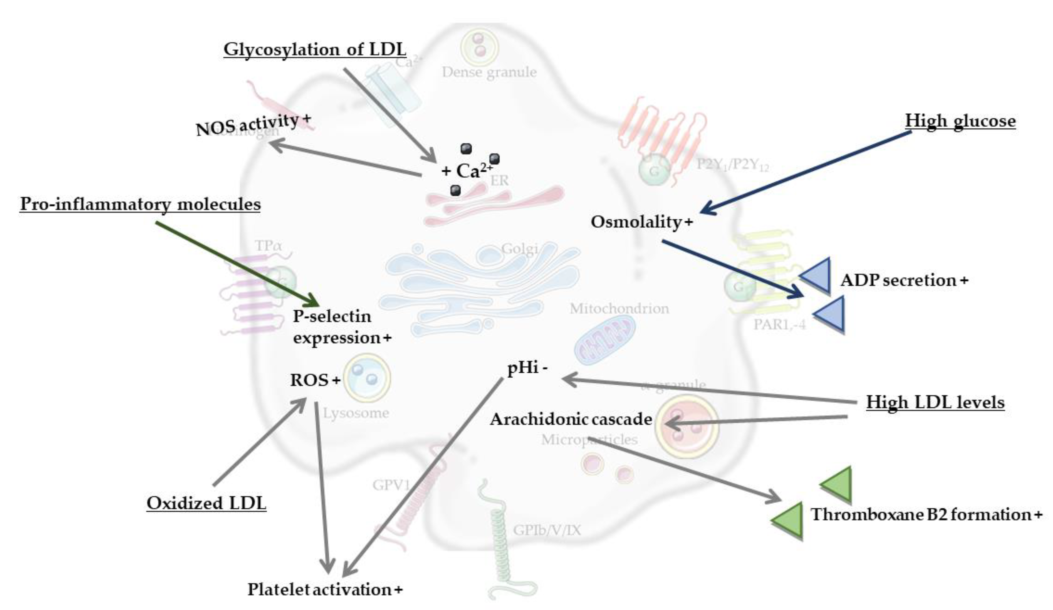 Biomolecules 11 01455 g002 Biomolecules 11 01455 g002