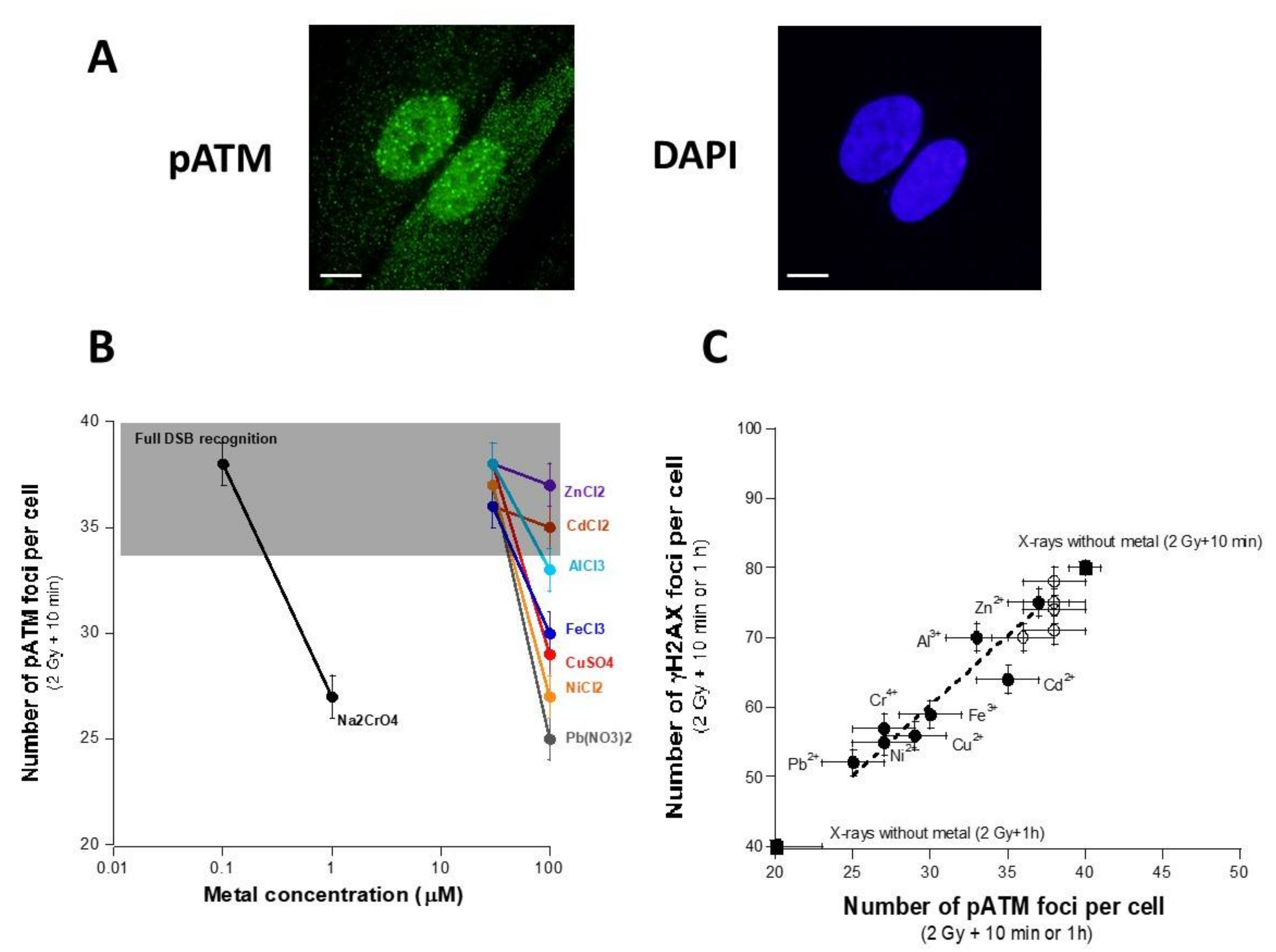 Biomolecules 11 01462 g004