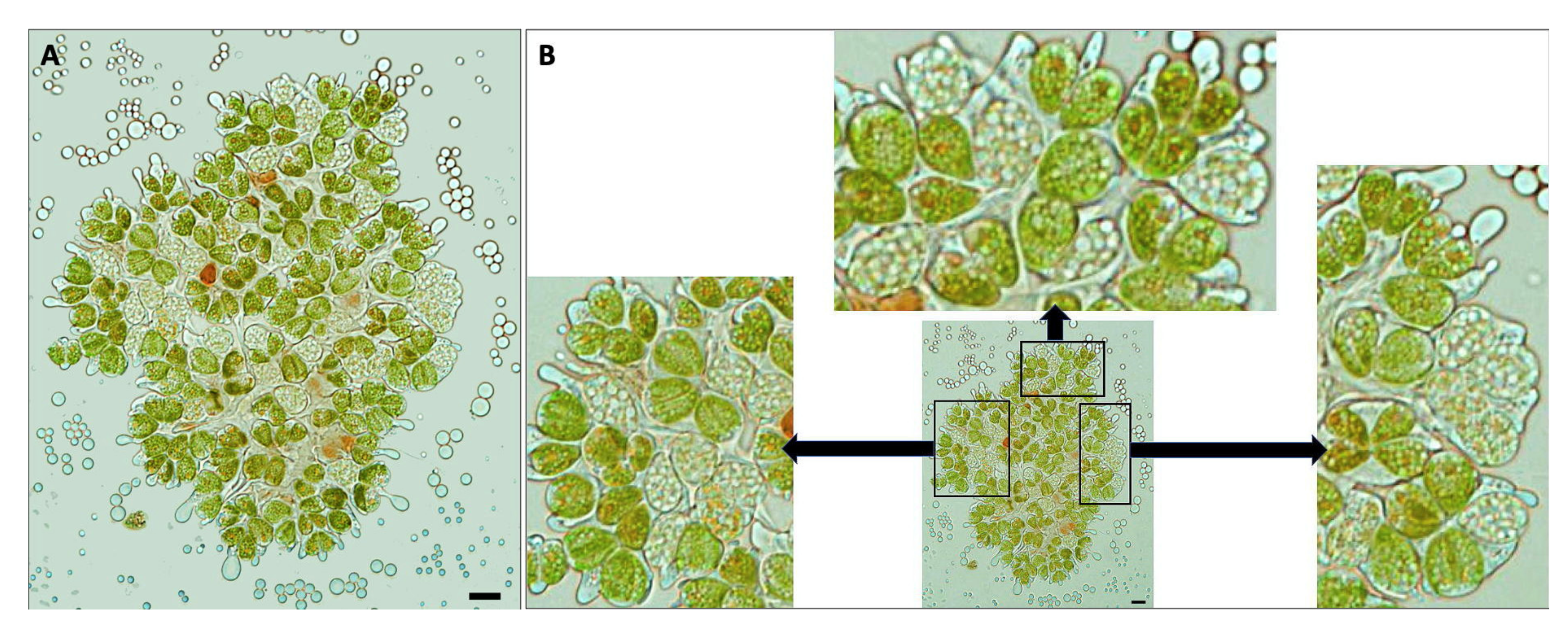 Biomolecules 11 01463 g002