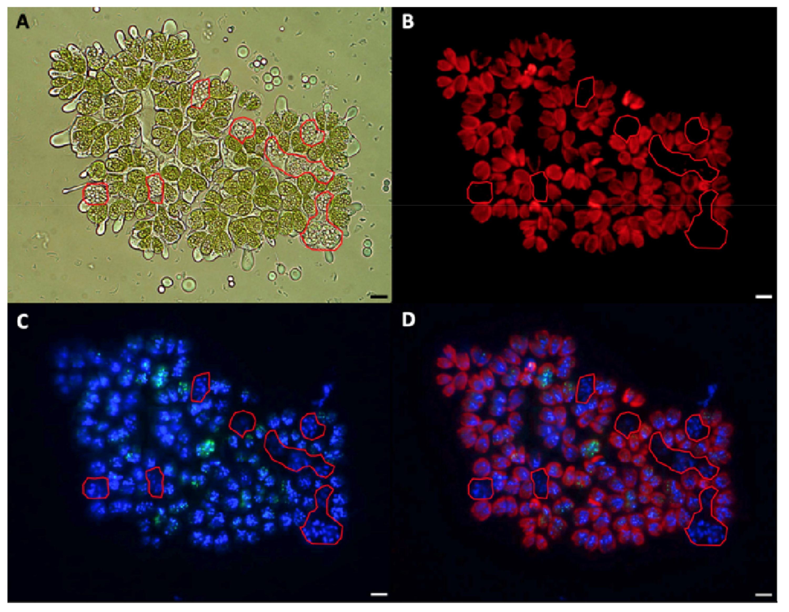 Biomolecules 11 01463 g003