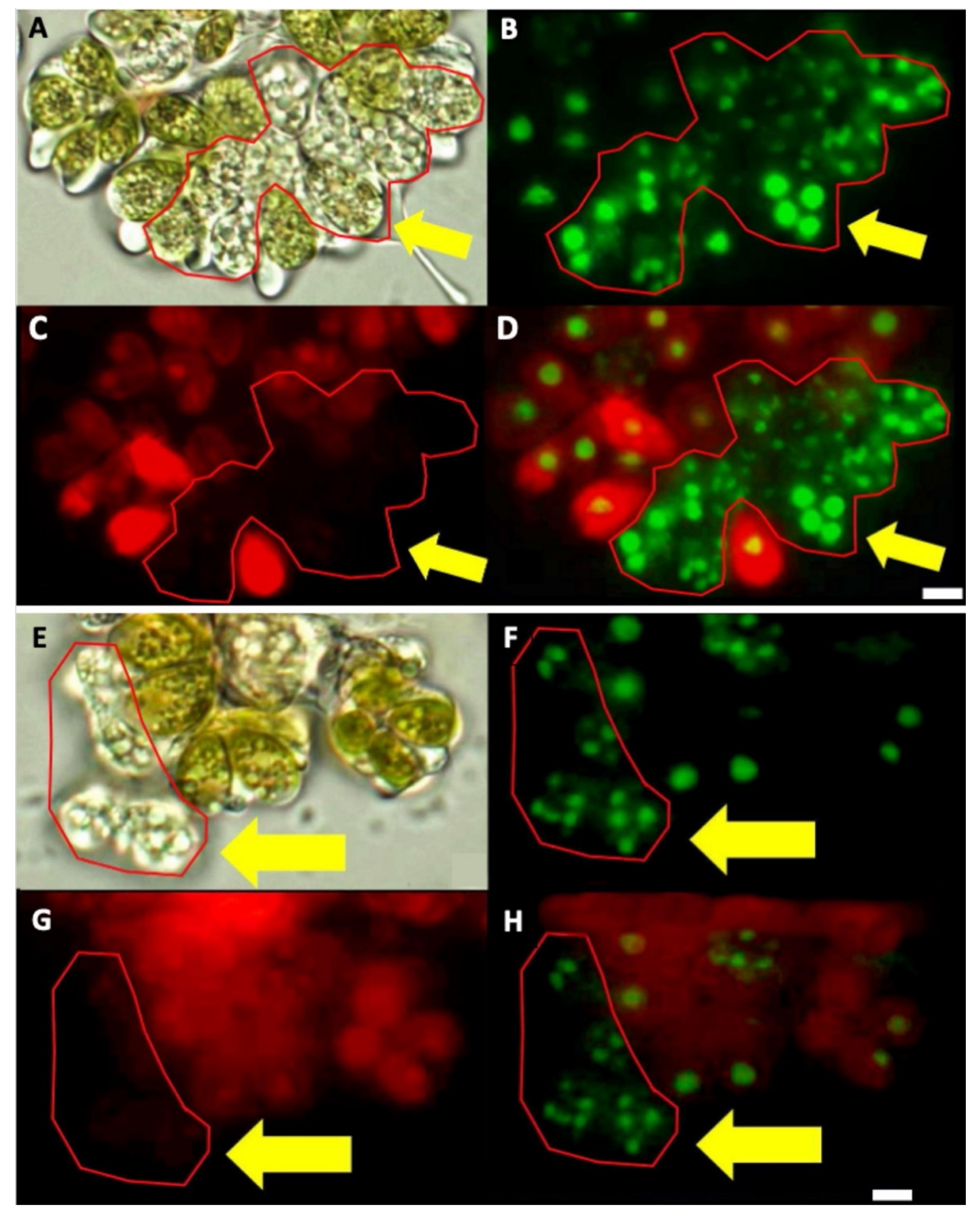 Biomolecules 11 01463 g004