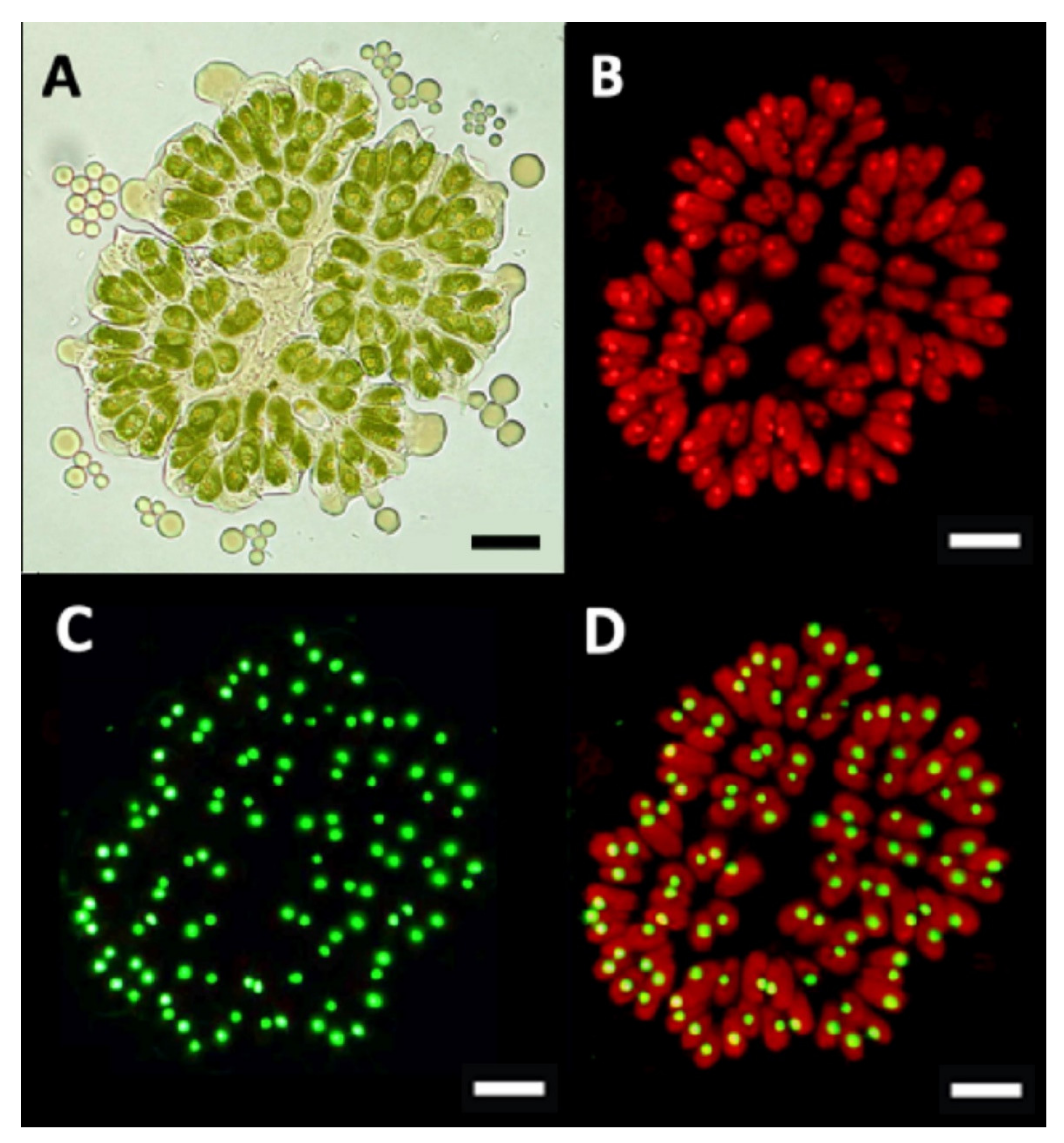Biomolecules 11 01463 g005