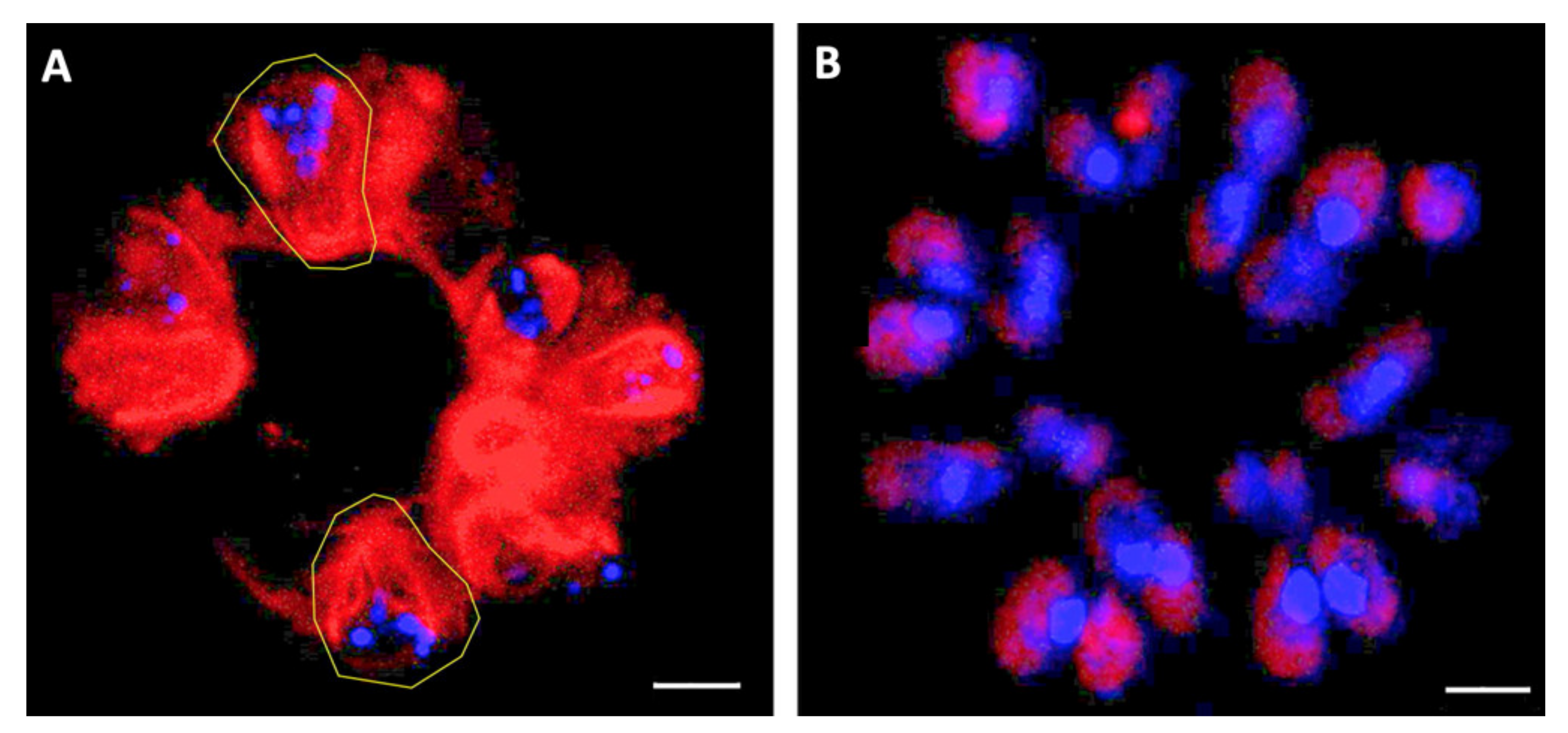 Biomolecules 11 01463 g006