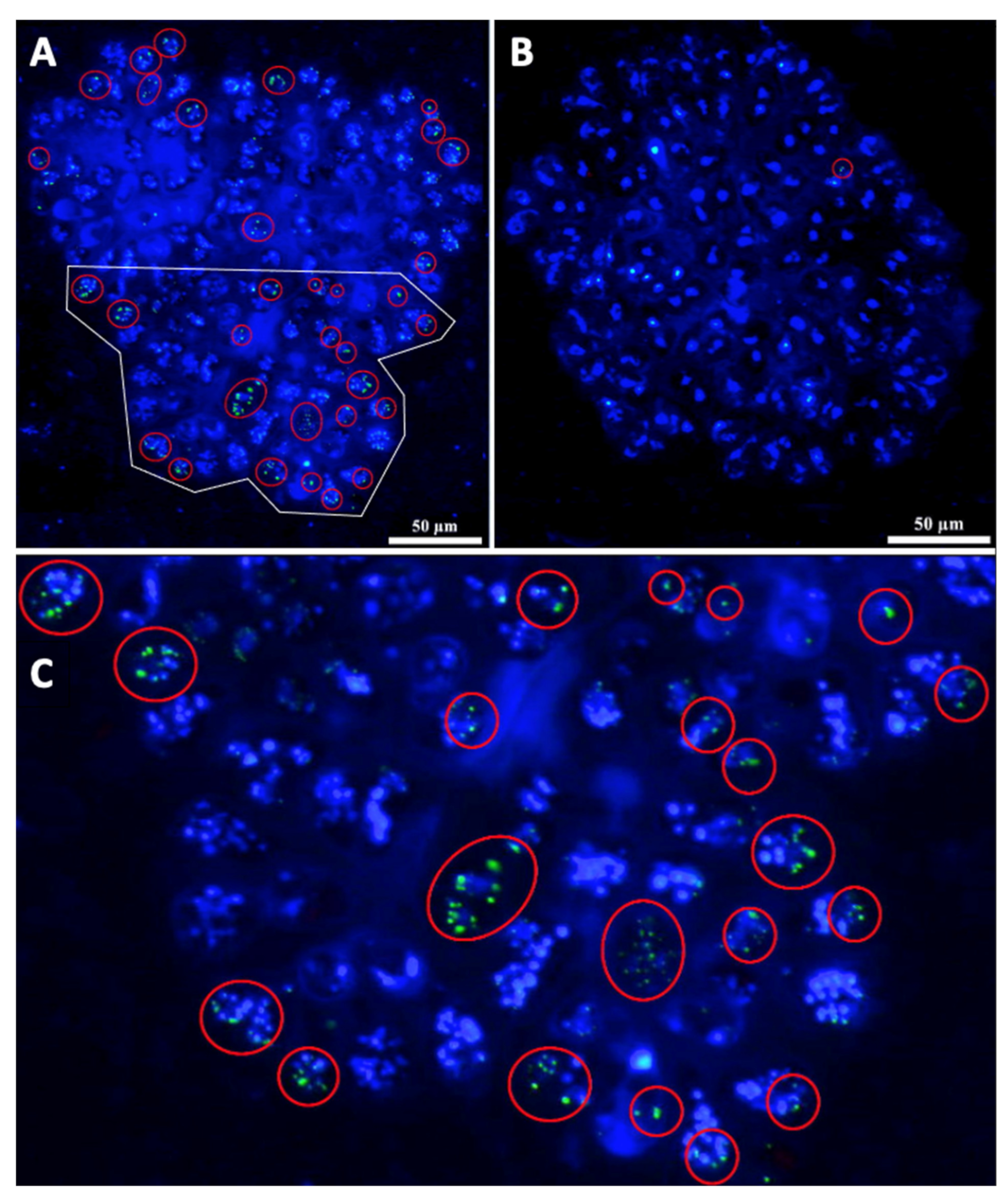 Biomolecules 11 01463 g007