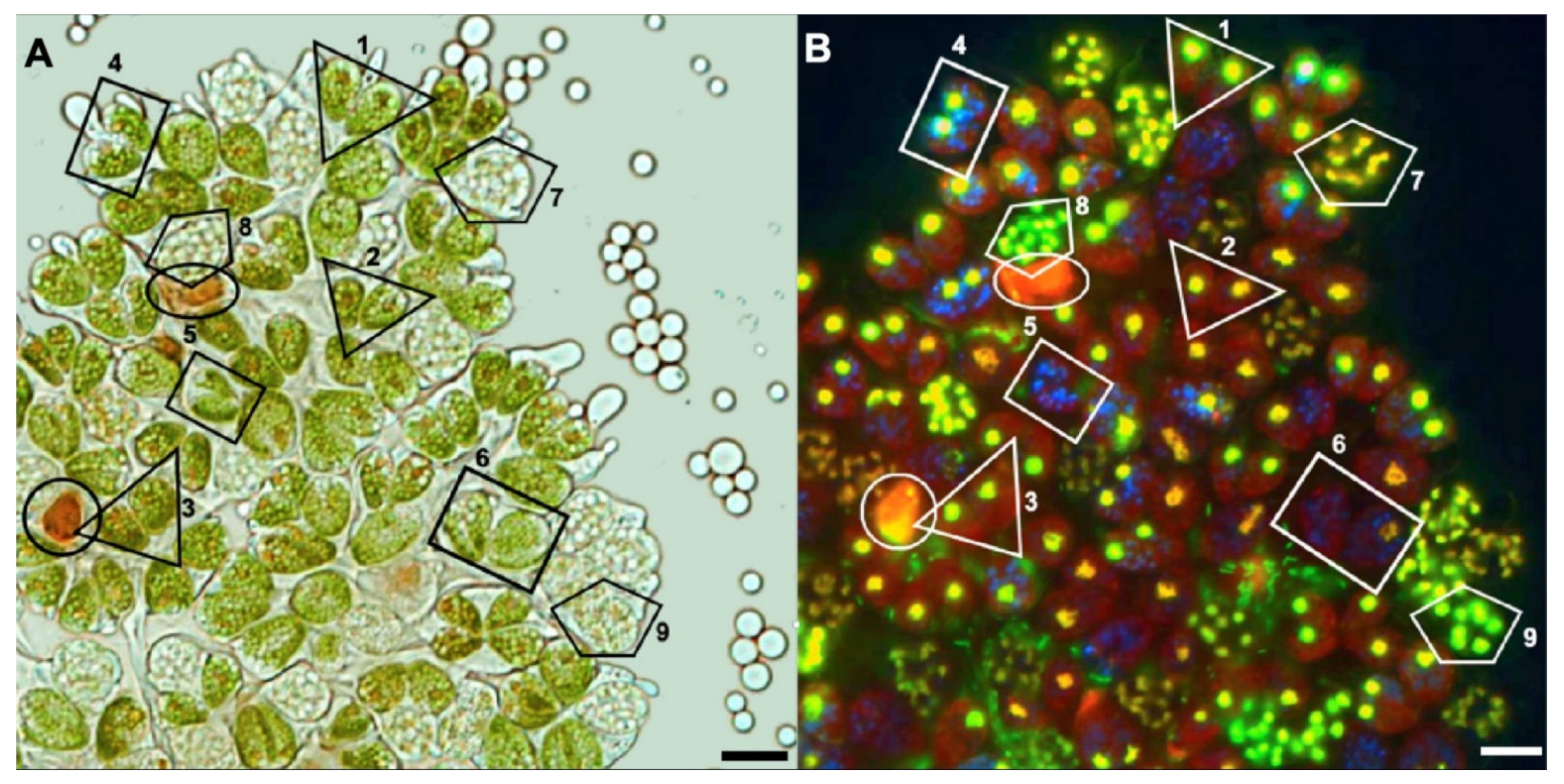 Biomolecules 11 01463 g008