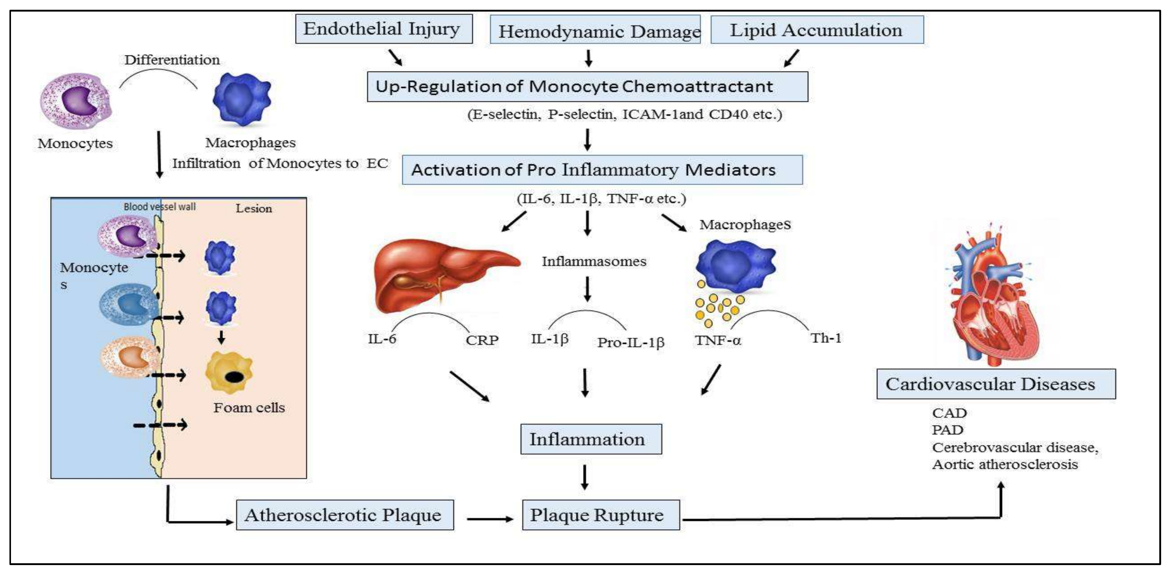 Biomolecules 11 01464 g001
