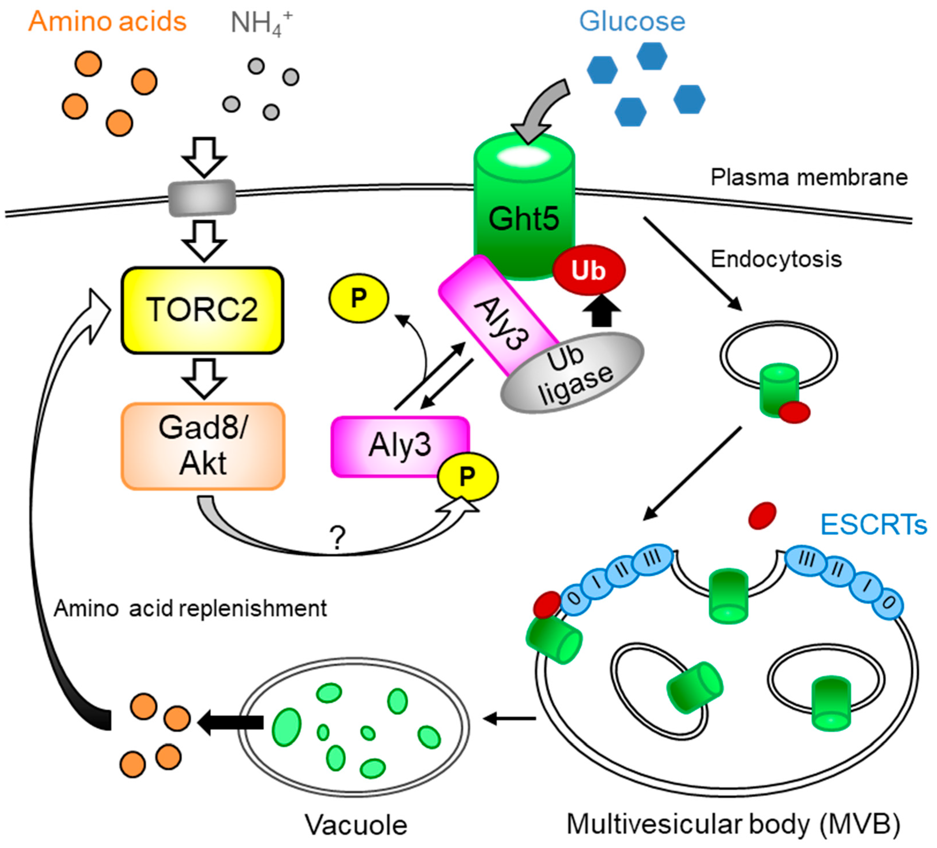 Biomolecules 11 01465 g001 Biomolecules 11 01465 g001