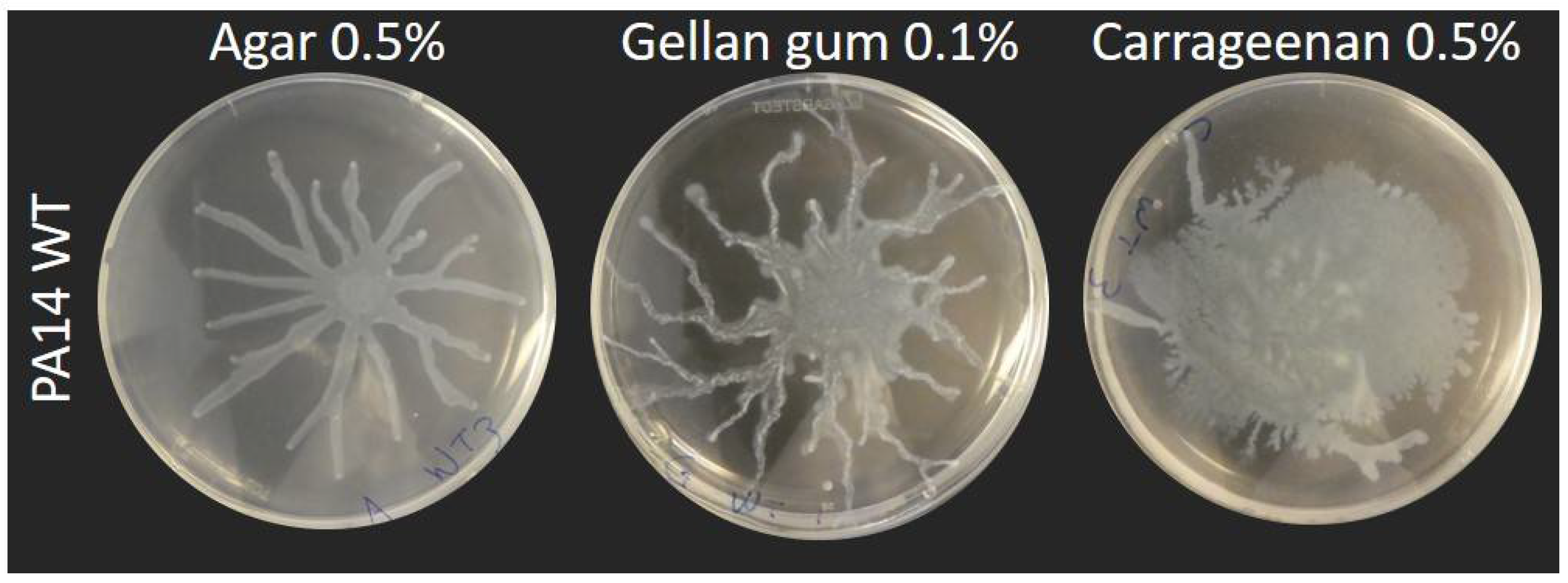 Biomolecules 11 01468 g001 Biomolecules 11 01468 g001