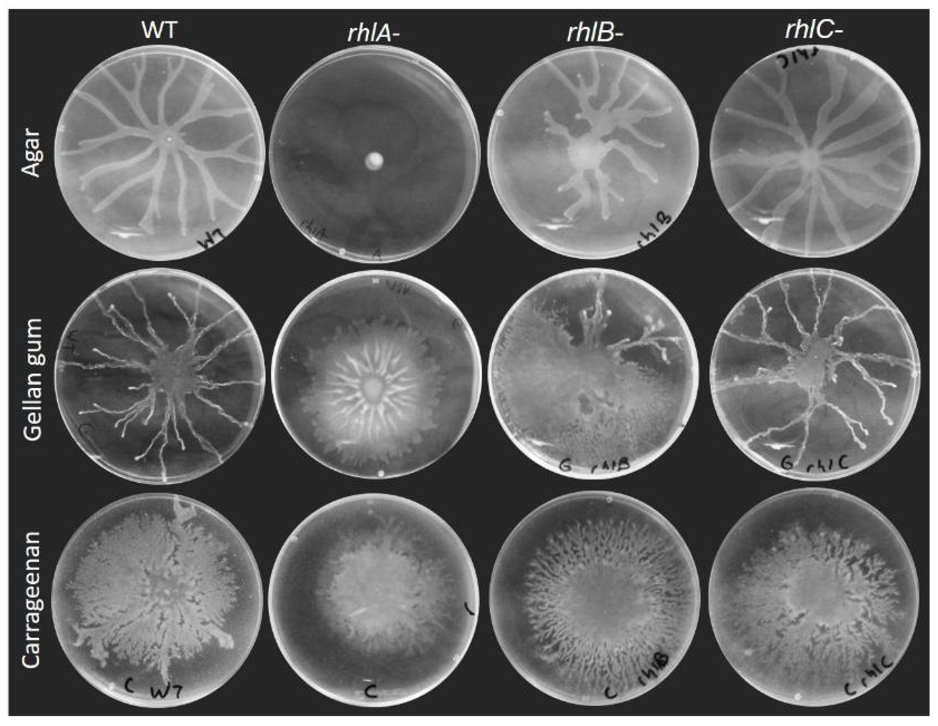 Biomolecules 11 01468 g002 Biomolecules 11 01468 g002