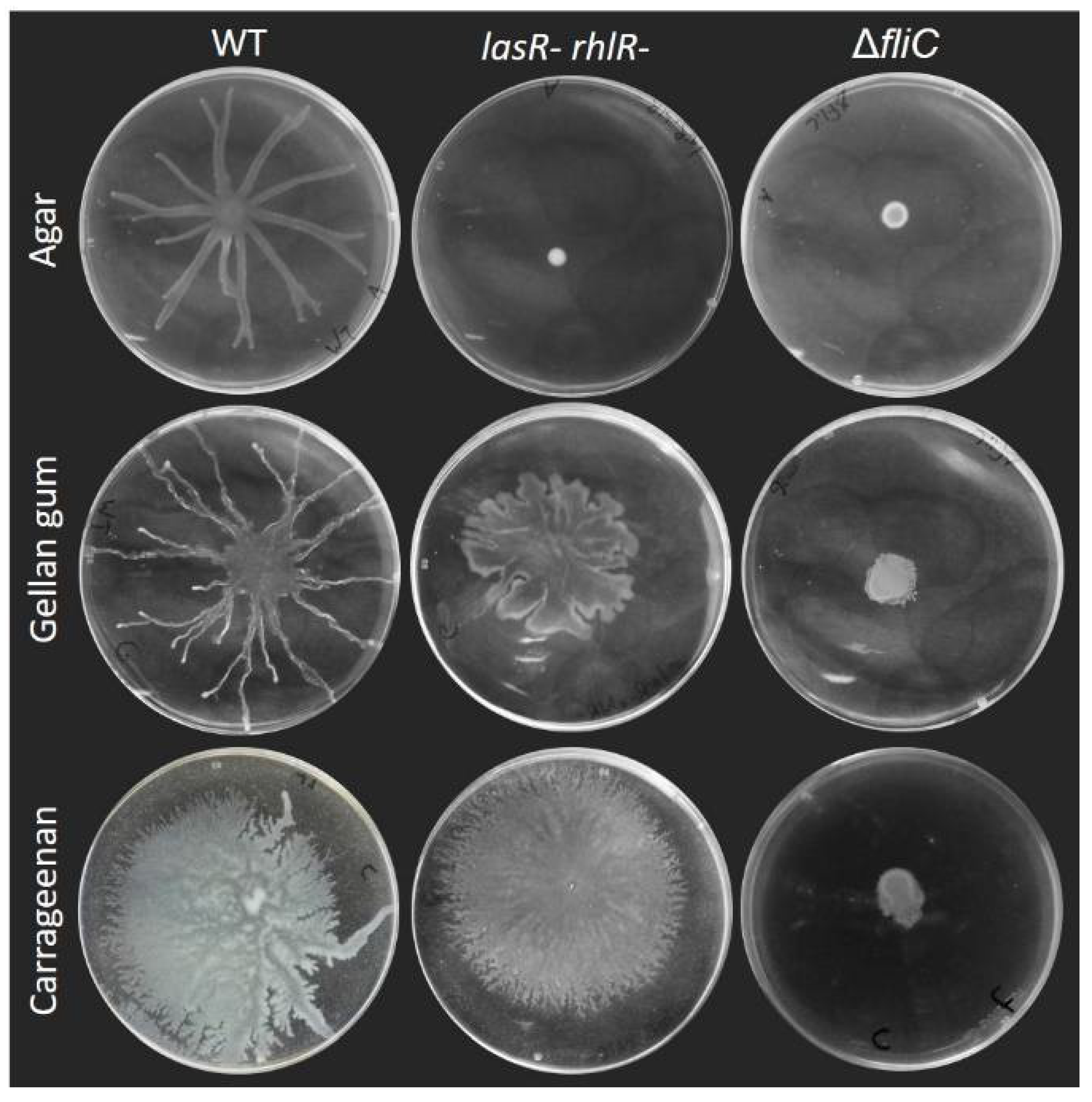 Biomolecules 11 01468 g003 Biomolecules 11 01468 g003