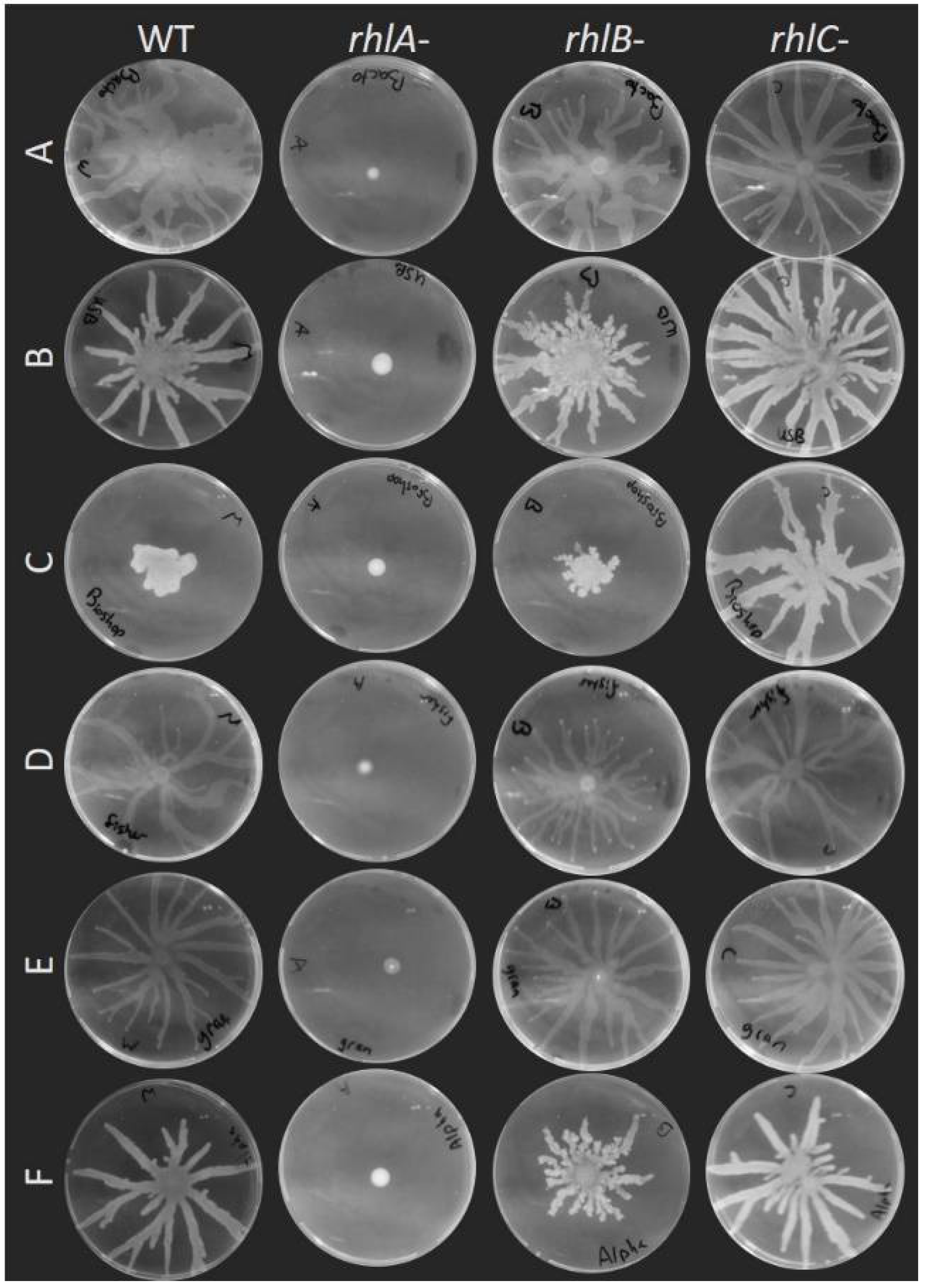 Biomolecules 11 01468 g004 Biomolecules 11 01468 g004