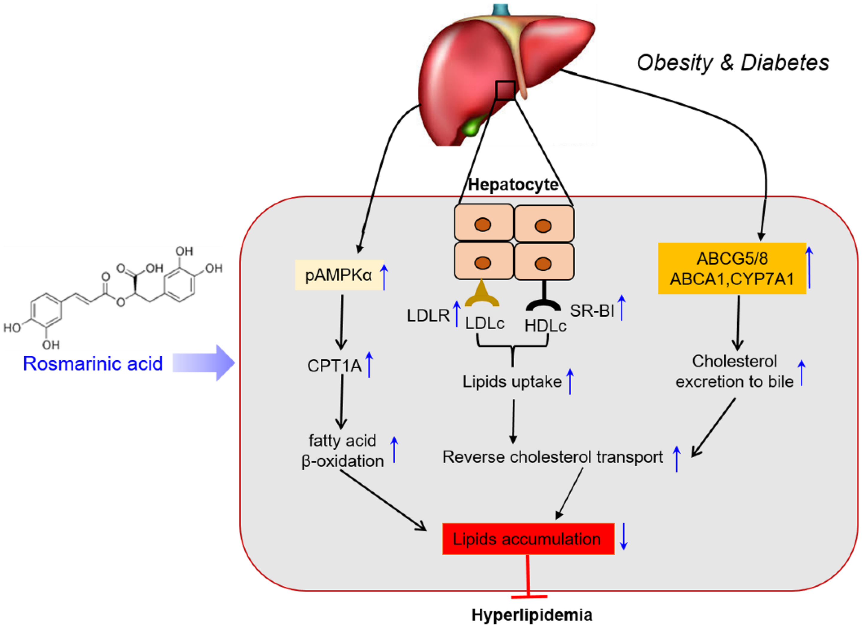 Biomolecules 11 01470 g006 Biomolecules 11 01470 g006