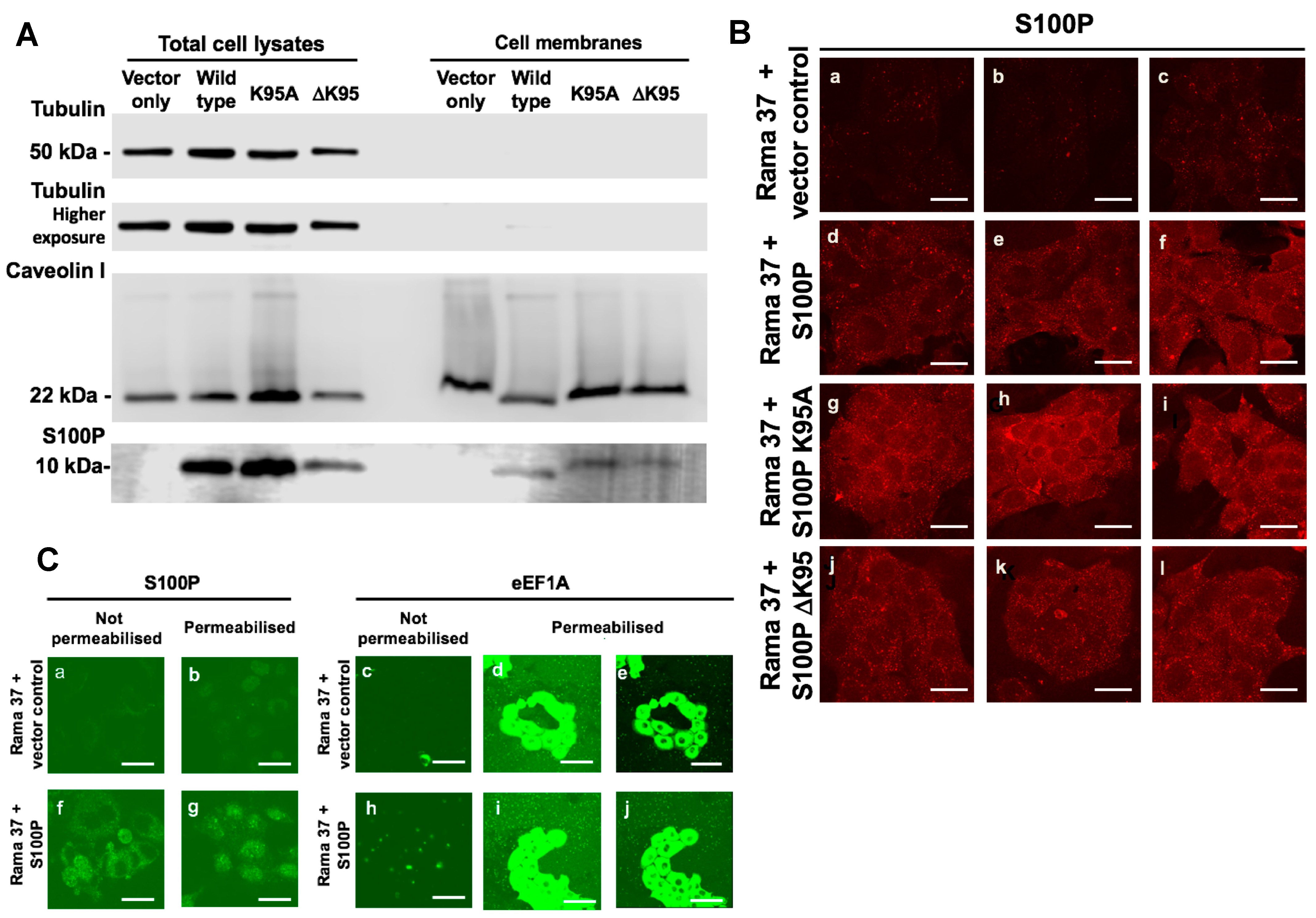 Biomolecules 11 01471 g003