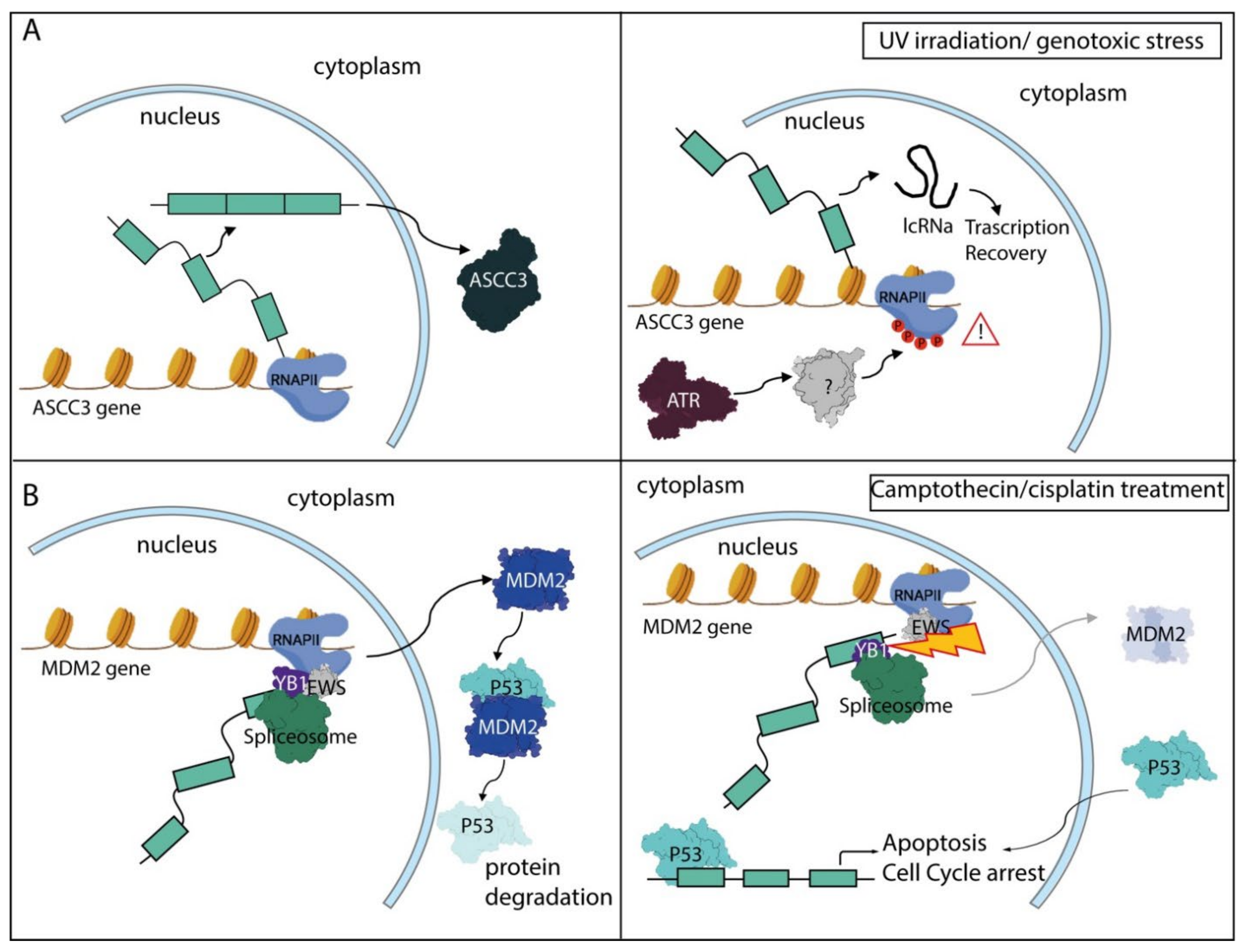 Biomolecules 11 01475 g003