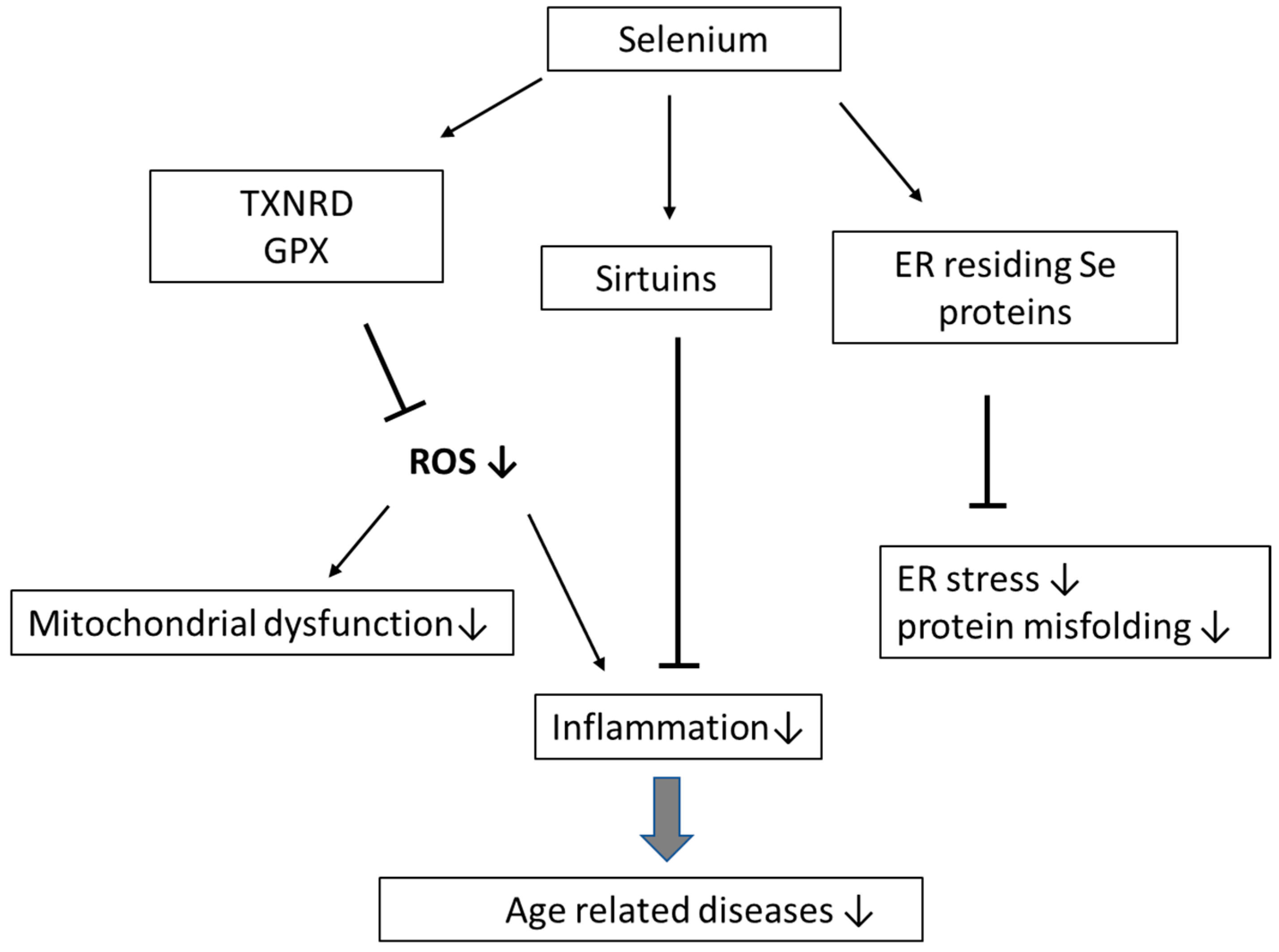 Frontiers | Effects of cadmium exposure on intestinal