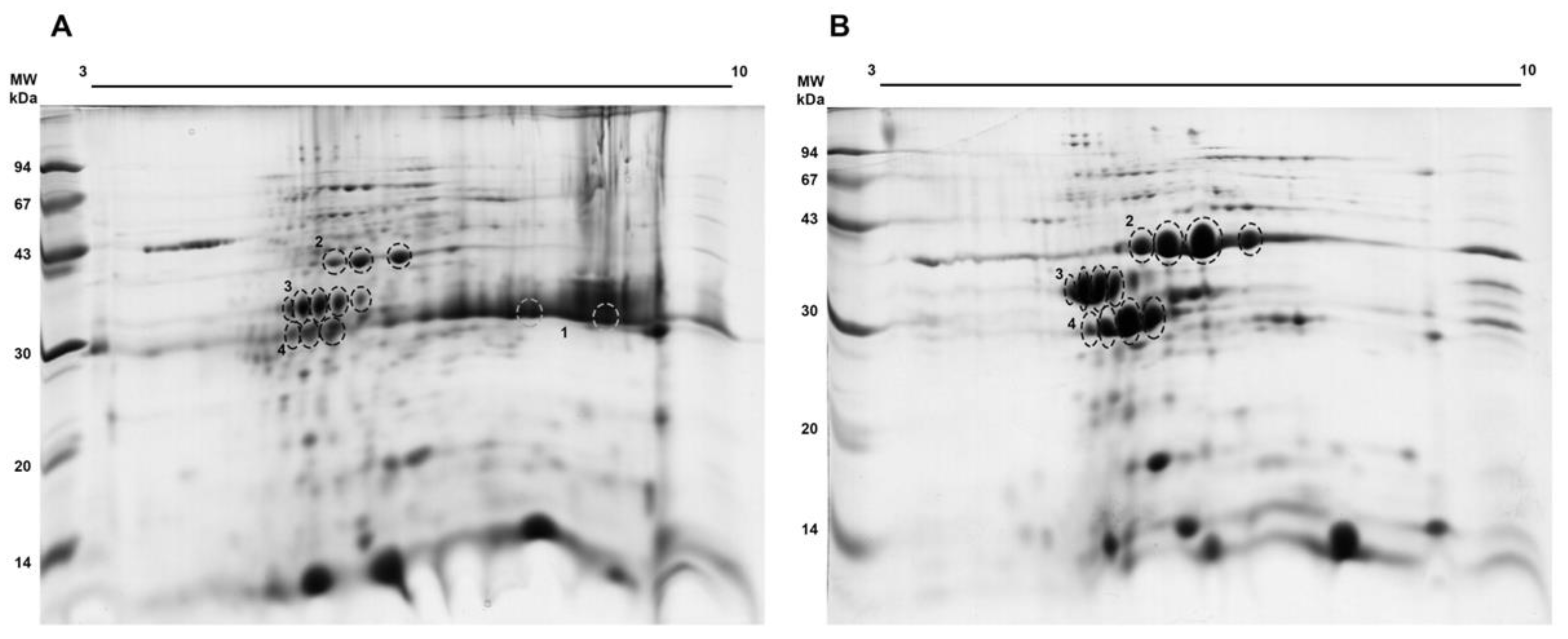 Biomolecules 11 01486 g003 Biomolecules 11 01486 g003
