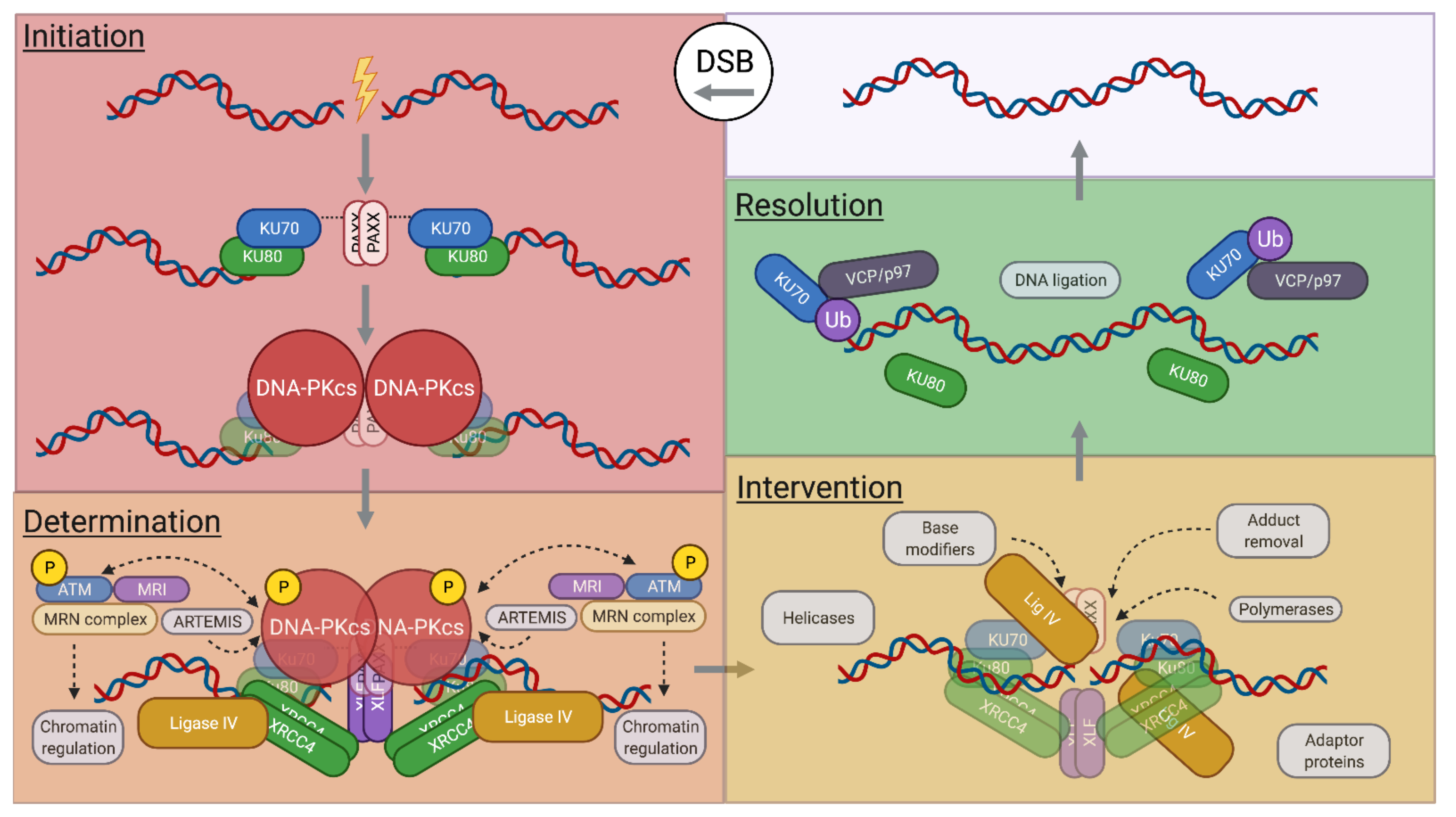 DNA End Joining: G0-ing to the Core