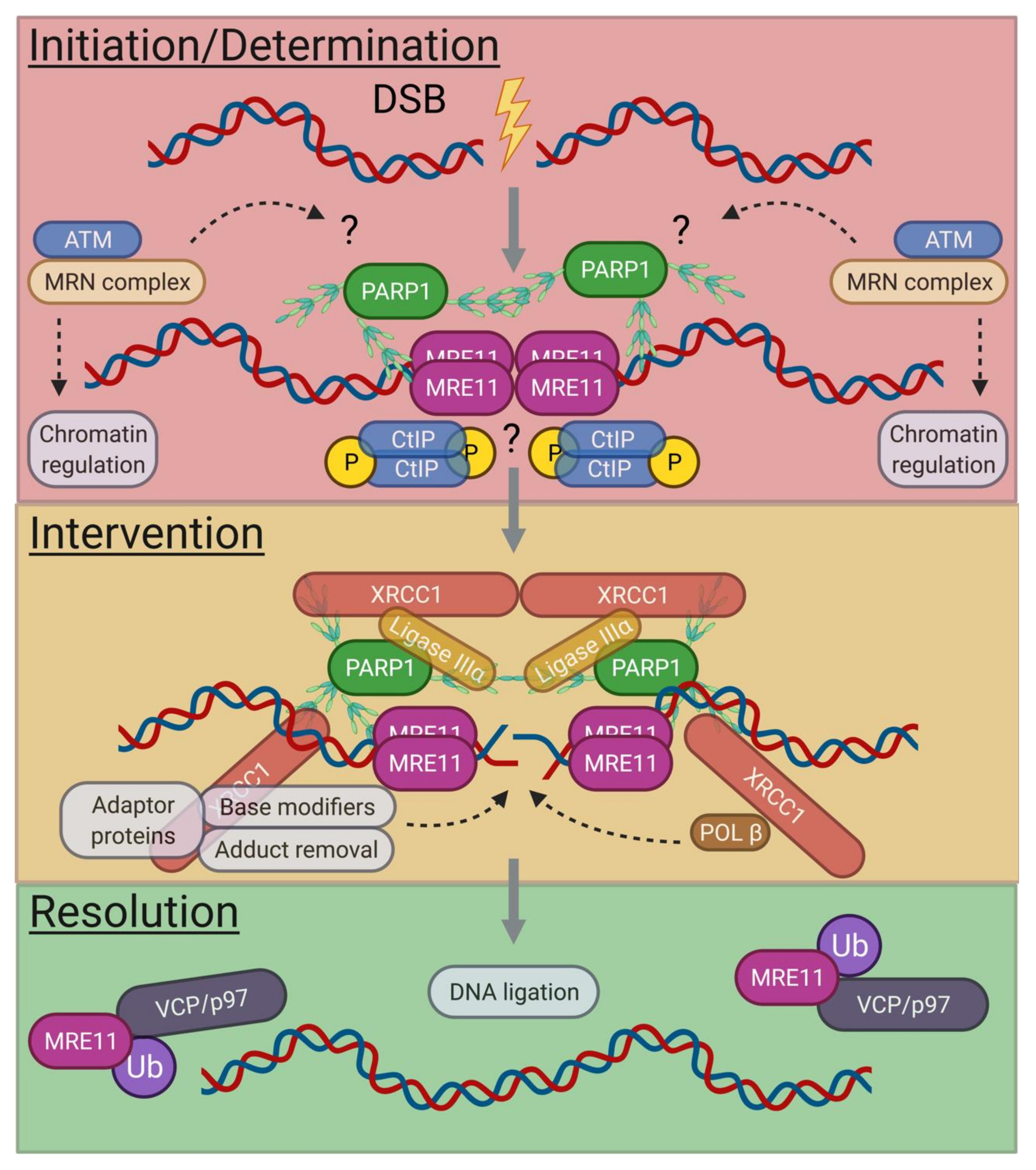 DNA Structure: Alphabet Soup for the Cellular Soul | IntechOpen