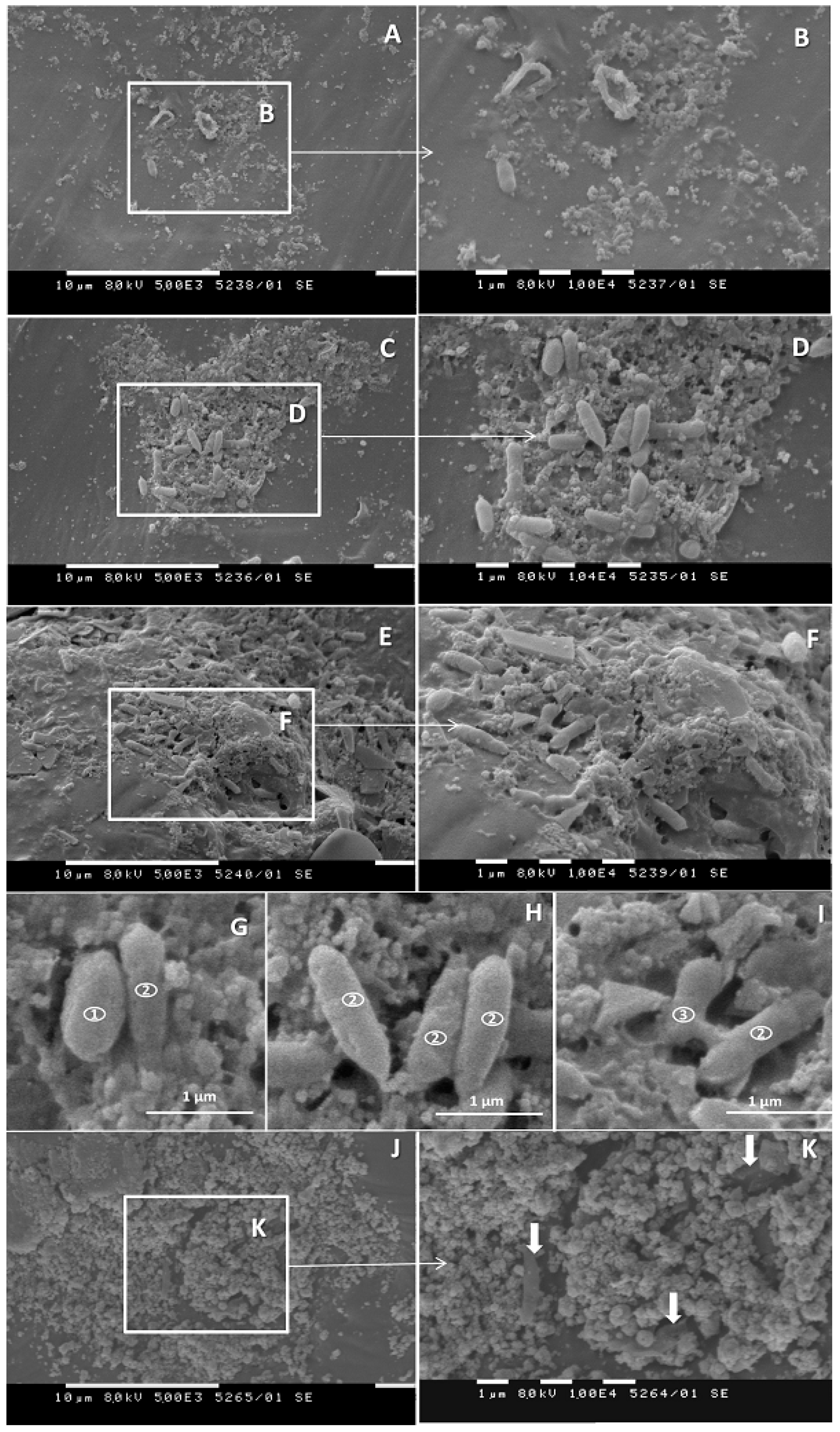 Biomolecules 11 01488 g006