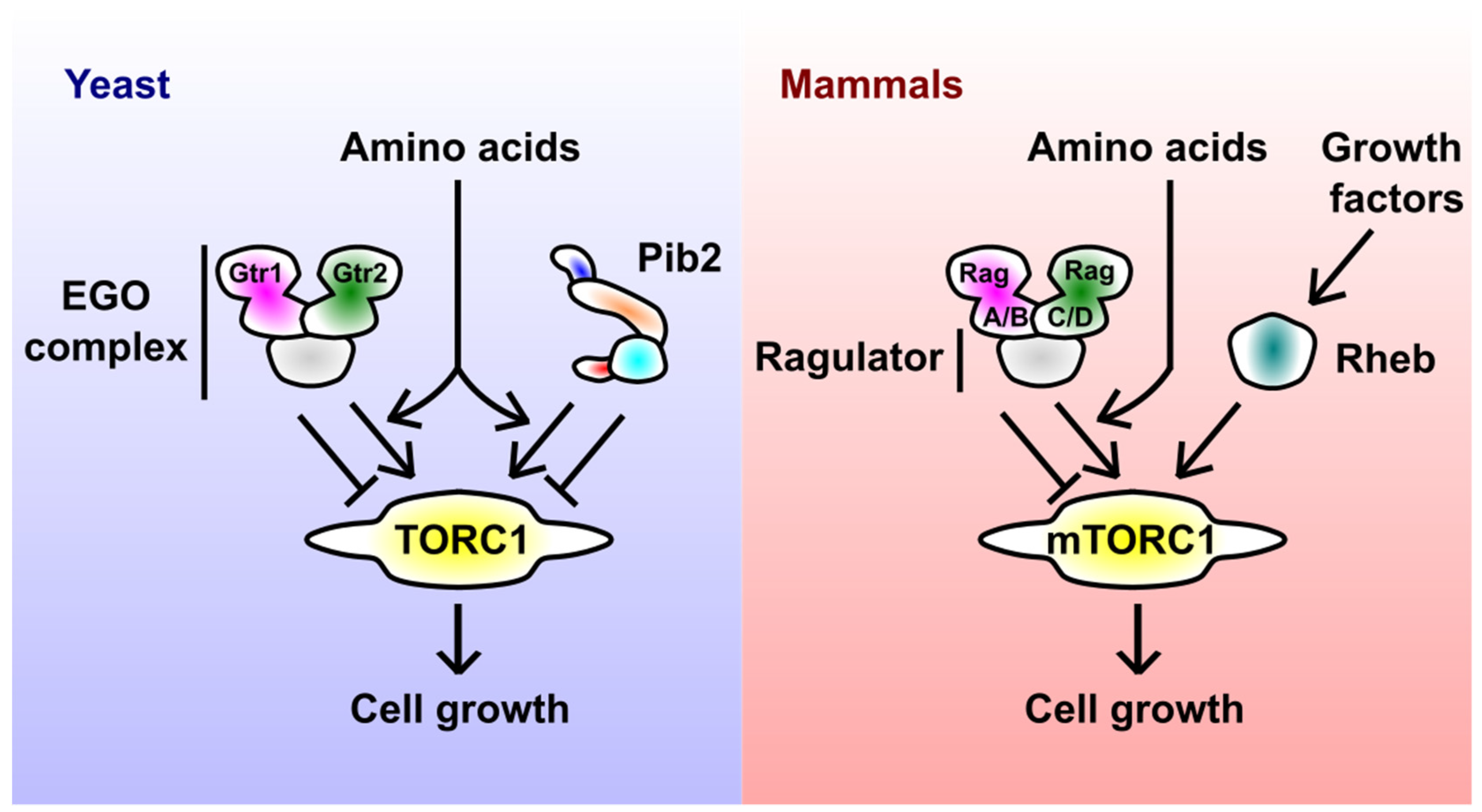 Biomolecules 11 01489 g001 550