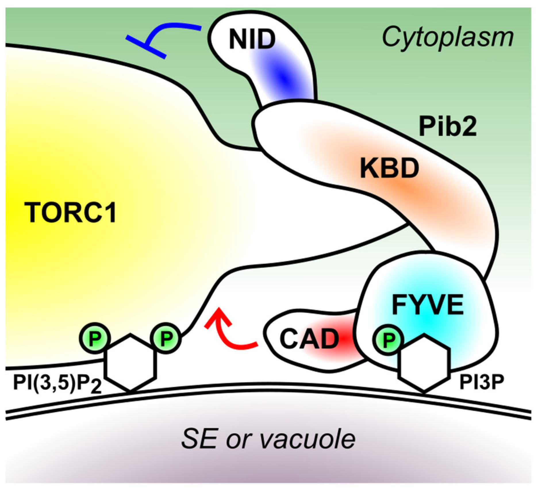 Biomolecules 11 01489 g003 550
