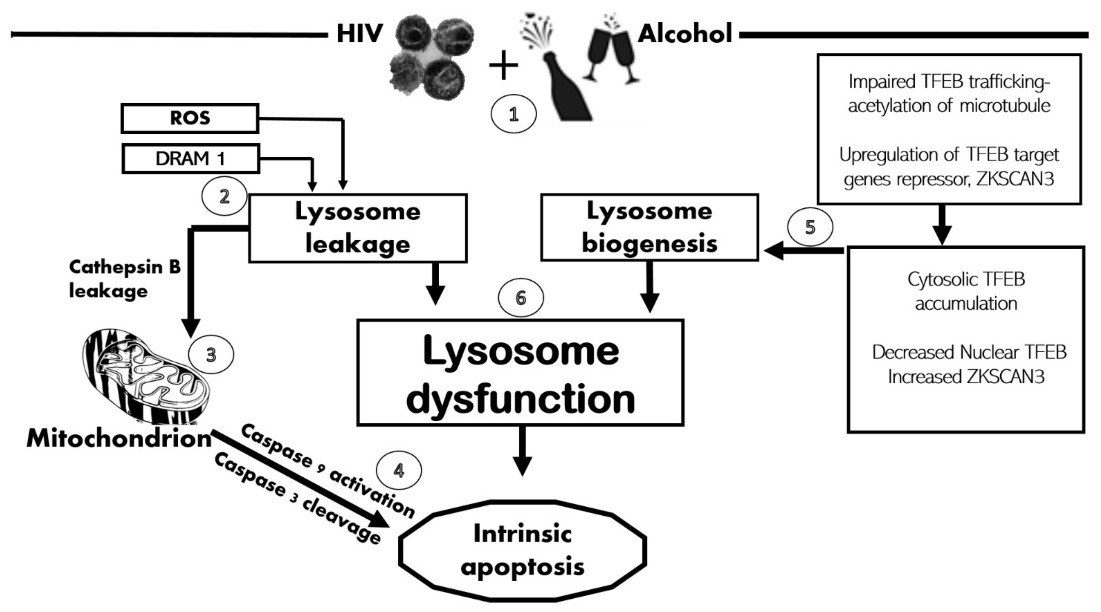 Biomolecules 11 01497 g007 550