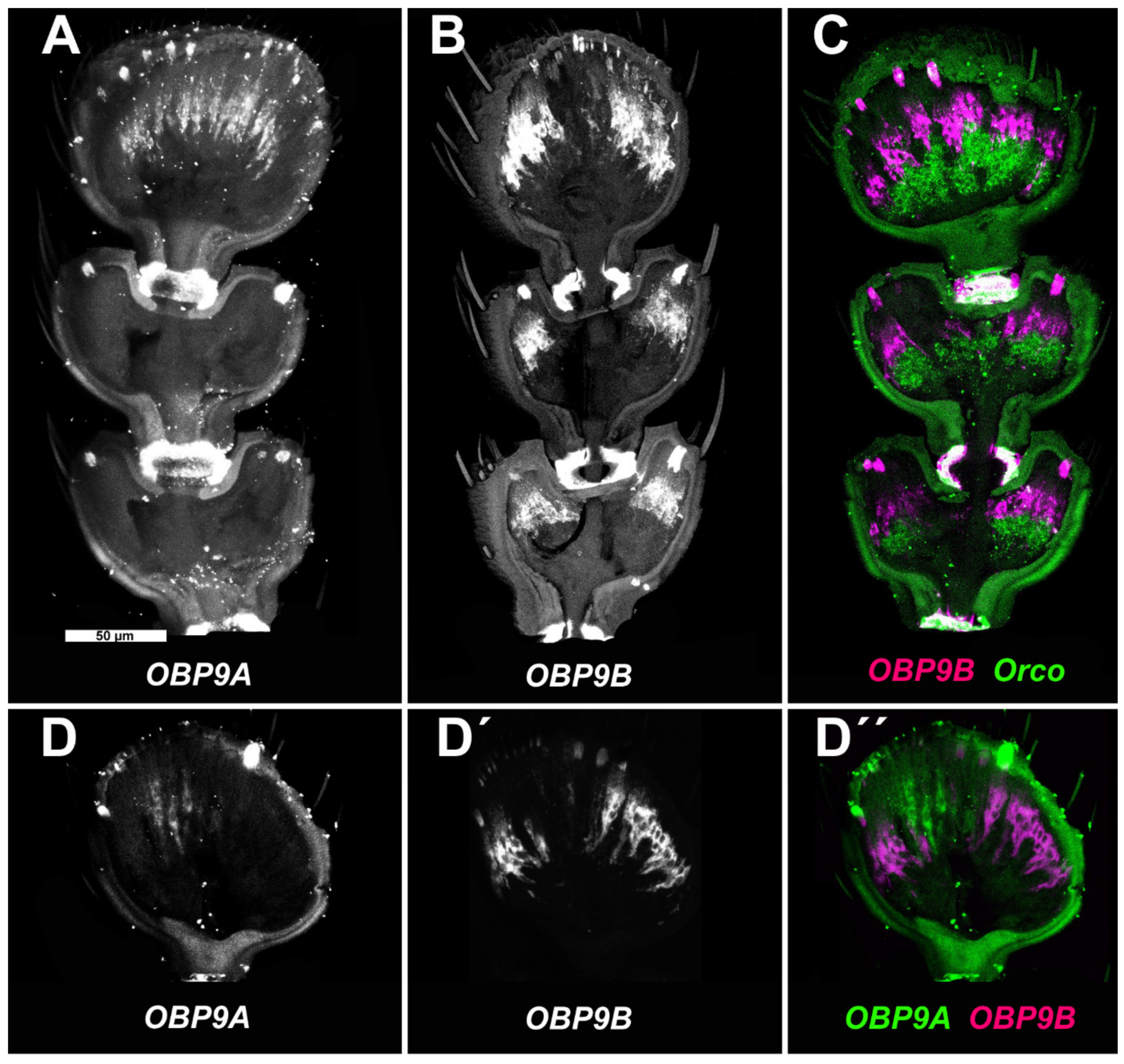 Biomolecules 11 01502 g002 Biomolecules 11 01502 g002