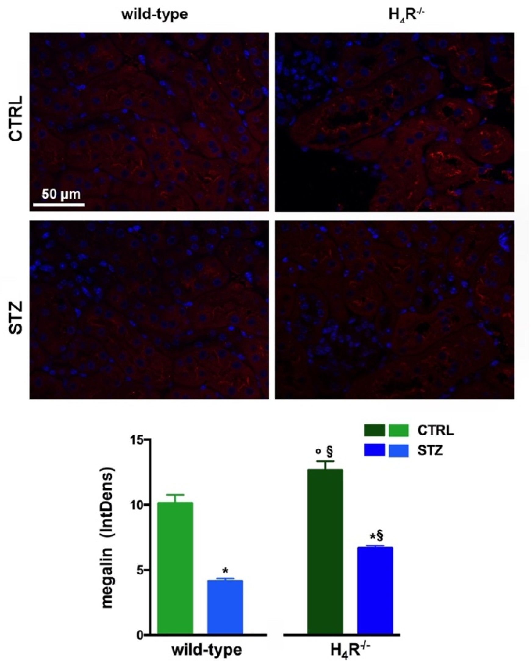 Biomolecules 11 01517 g005 Biomolecules 11 01517 g005